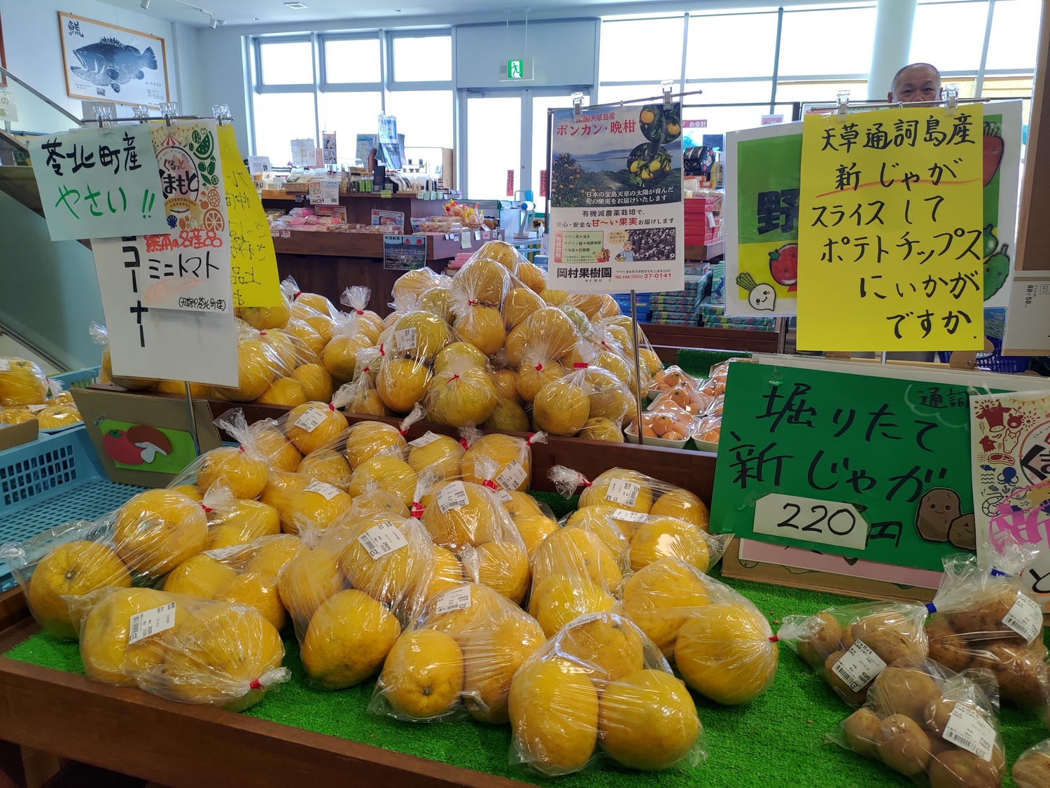 熊本天草┃95%遇見野生海豚跳的好高「天草海豚中心」200多頭超感動!「天草海鮮藏」吃最新鮮的海產 天草自駕 熊本直飛