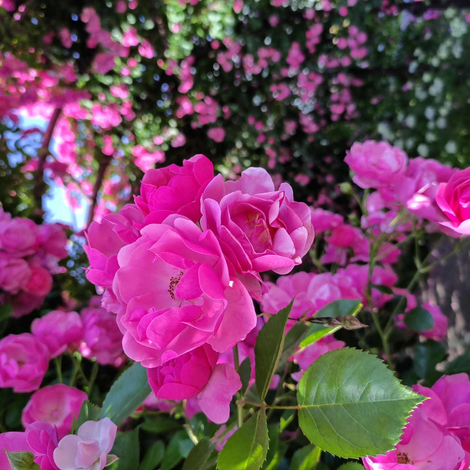 熊本阿蘇景點┃得獎阿蘇鮮奶「阿部牧場」觀光工廠奶製品伴手禮走5分「阿蘇廣場飯店」(Aso Plaza Hotel) 免費接駁車 - 第10張圖 熊本阿蘇景點┃得獎阿蘇鮮奶「阿部牧場」觀光工廠奶製品伴手禮走5分「阿蘇廣場飯店」(Aso Plaza Hotel) 免費接駁車
