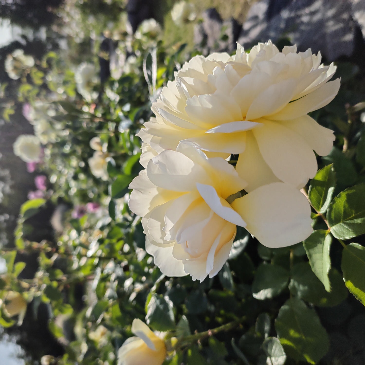 熊本阿蘇景點┃得獎阿蘇鮮奶「阿部牧場」觀光工廠奶製品伴手禮走5分「阿蘇廣場飯店」(Aso Plaza Hotel) 免費接駁車 - 第11張圖 熊本阿蘇景點┃得獎阿蘇鮮奶「阿部牧場」觀光工廠奶製品伴手禮走5分「阿蘇廣場飯店」(Aso Plaza Hotel) 免費接駁車