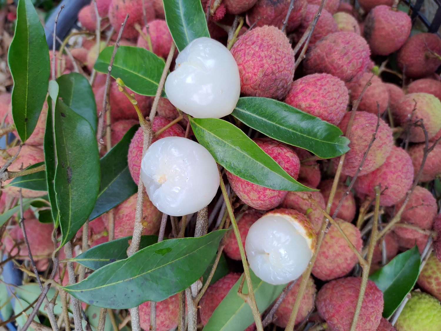 日常記錄┃媽媽包的肉粽超香 自家包的水餃顆顆飽滿 お母さんが手作りの水餃子と粽~台湾粽が美味しくて大好きな味