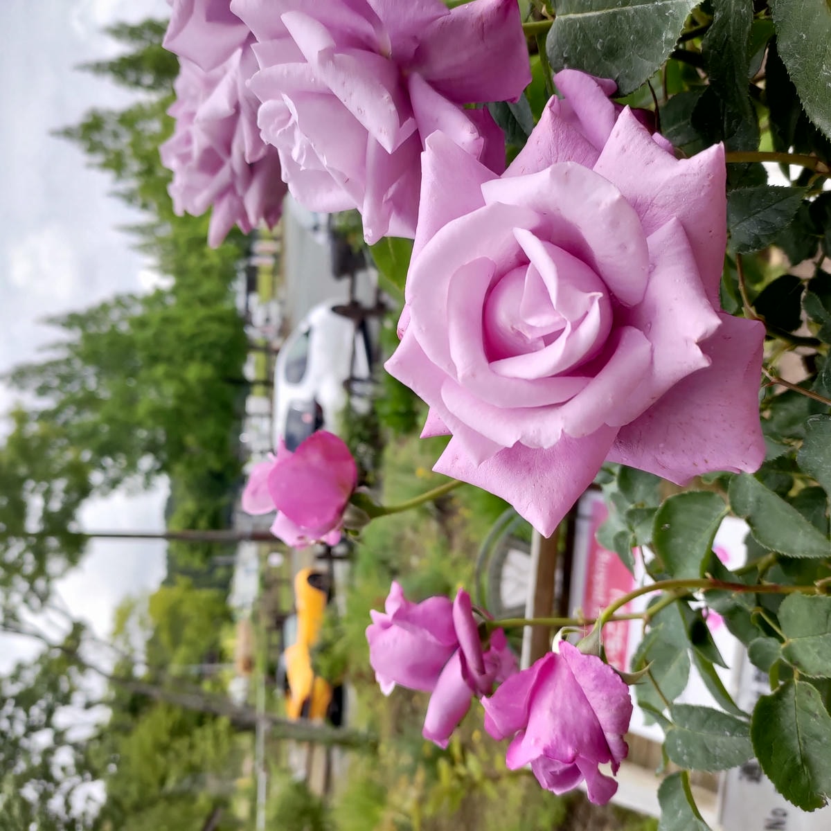 熊本阿蘇景點┃得獎阿蘇鮮奶「阿部牧場」觀光工廠奶製品伴手禮走5分「阿蘇廣場飯店」(Aso Plaza Hotel) 免費接駁車 - 第34張圖 熊本阿蘇景點┃得獎阿蘇鮮奶「阿部牧場」觀光工廠奶製品伴手禮走5分「阿蘇廣場飯店」(Aso Plaza Hotel) 免費接駁車