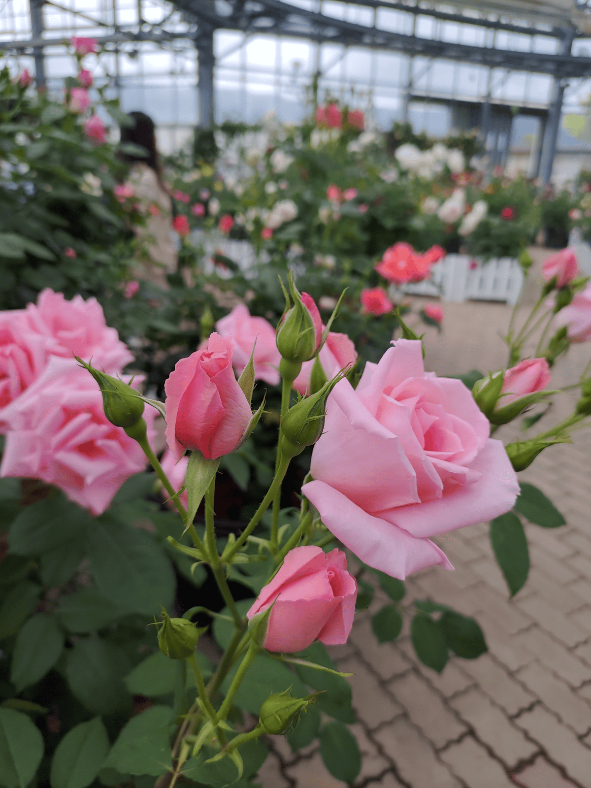 熊本阿蘇景點┃得獎阿蘇鮮奶「阿部牧場」觀光工廠奶製品伴手禮走5分「阿蘇廣場飯店」(Aso Plaza Hotel) 免費接駁車 - 第41張圖 熊本阿蘇景點┃得獎阿蘇鮮奶「阿部牧場」觀光工廠奶製品伴手禮走5分「阿蘇廣場飯店」(Aso Plaza Hotel) 免費接駁車