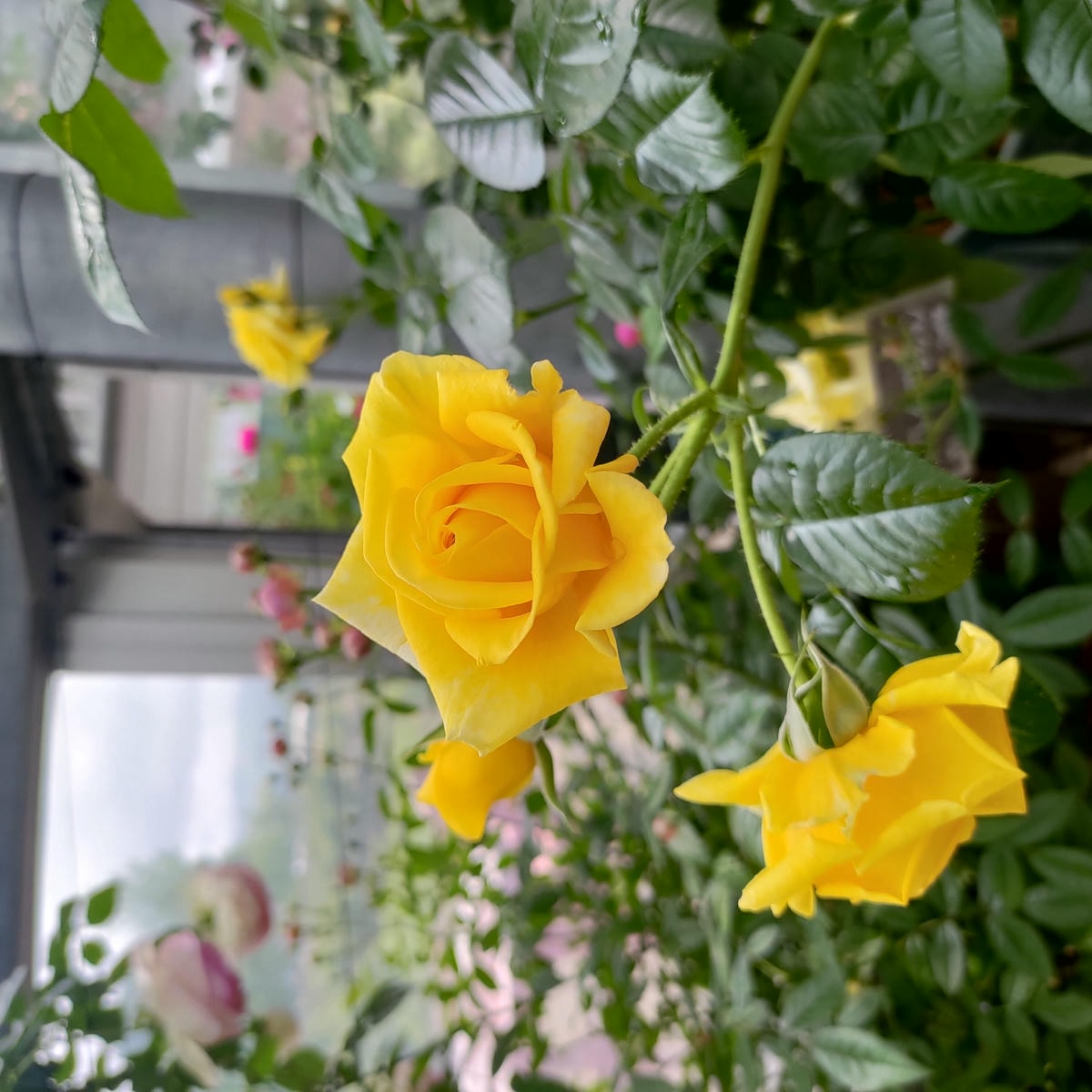 熊本阿蘇景點┃得獎阿蘇鮮奶「阿部牧場」觀光工廠奶製品伴手禮走5分「阿蘇廣場飯店」(Aso Plaza Hotel) 免費接駁車 - 第38張圖 熊本阿蘇景點┃得獎阿蘇鮮奶「阿部牧場」觀光工廠奶製品伴手禮走5分「阿蘇廣場飯店」(Aso Plaza Hotel) 免費接駁車