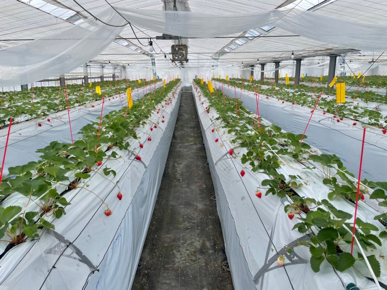 熊本阿蘇景點┃得獎阿蘇鮮奶「阿部牧場」觀光工廠奶製品伴手禮走5分「阿蘇廣場飯店」(Aso Plaza Hotel) 免費接駁車 - 第12張圖 熊本阿蘇景點┃得獎阿蘇鮮奶「阿部牧場」觀光工廠奶製品伴手禮走5分「阿蘇廣場飯店」(Aso Plaza Hotel) 免費接駁車