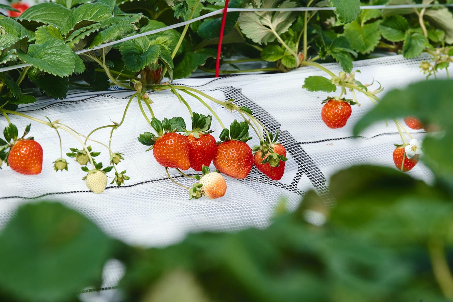 熊本阿蘇景點┃得獎阿蘇鮮奶「阿部牧場」觀光工廠奶製品伴手禮走5分「阿蘇廣場飯店」(Aso Plaza Hotel) 免費接駁車 - 第13張圖 熊本阿蘇景點┃得獎阿蘇鮮奶「阿部牧場」觀光工廠奶製品伴手禮走5分「阿蘇廣場飯店」(Aso Plaza Hotel) 免費接駁車