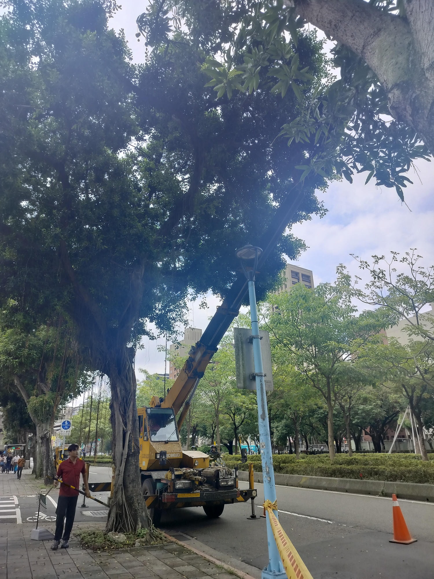 台湾不思議な街風景┃街路のマンゴー樹  落ちたマンゴーが頭に当たるぞ 人行道防芒果掉落打頭全剪掉 土芒果超甜