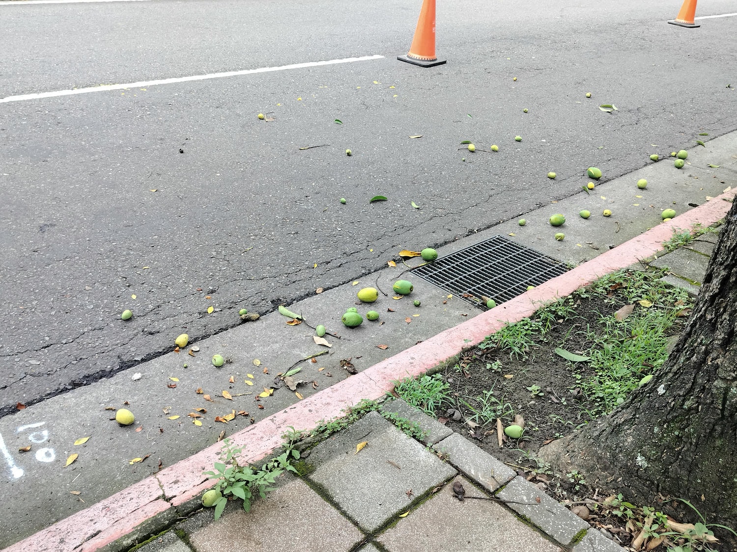 台湾不思議な街風景┃街路のマンゴー樹  落ちたマンゴーが頭に当たるぞ 人行道防芒果掉落打頭全剪掉 土芒果超甜