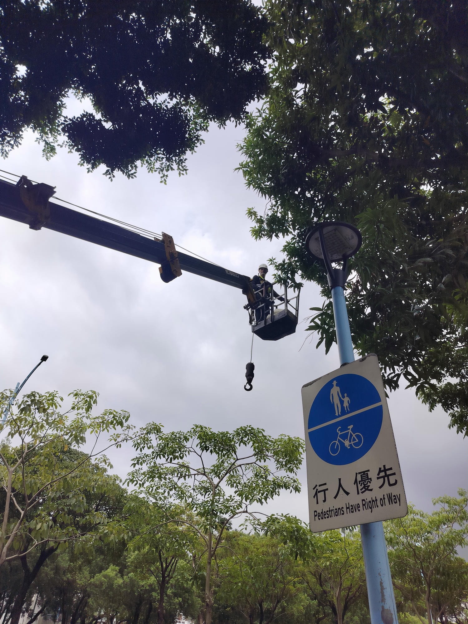 台湾不思議な街風景┃街路のマンゴー樹  落ちたマンゴーが頭に当たるぞ 人行道防芒果掉落打頭全剪掉 土芒果超甜
