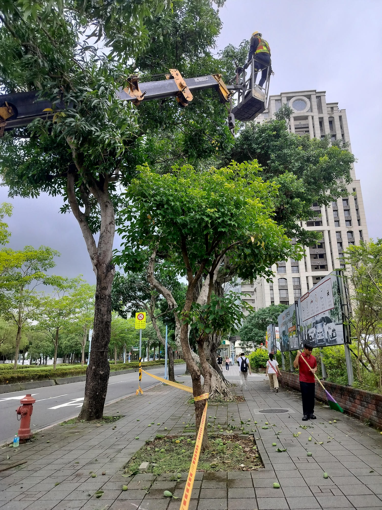 台湾不思議な街風景┃街路のマンゴー樹  落ちたマンゴーが頭に当たるぞ 人行道防芒果掉落打頭全剪掉 土芒果超甜