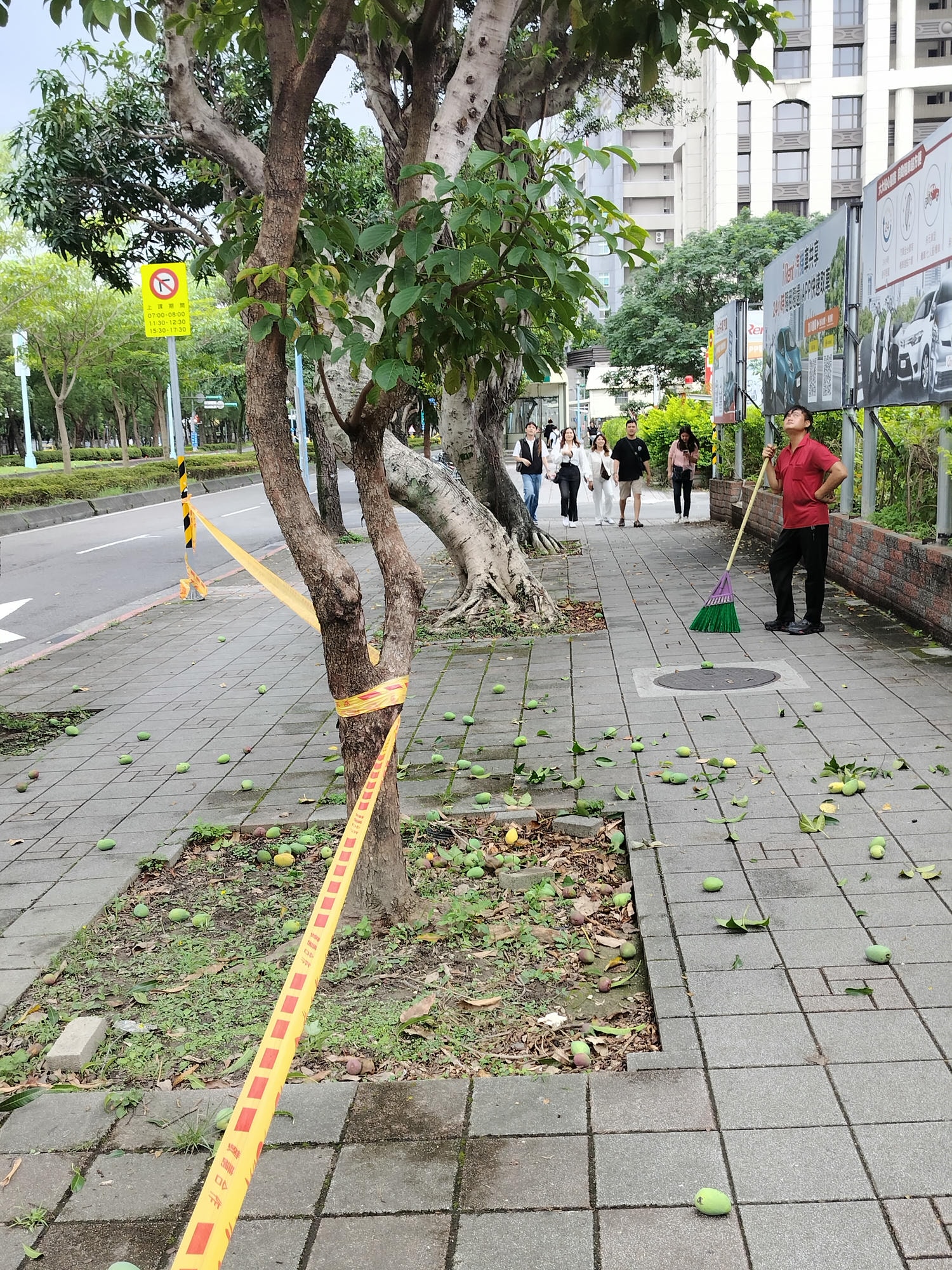 台湾不思議な街風景┃街路のマンゴー樹  落ちたマンゴーが頭に当たるぞ 人行道防芒果掉落打頭全剪掉 土芒果超甜