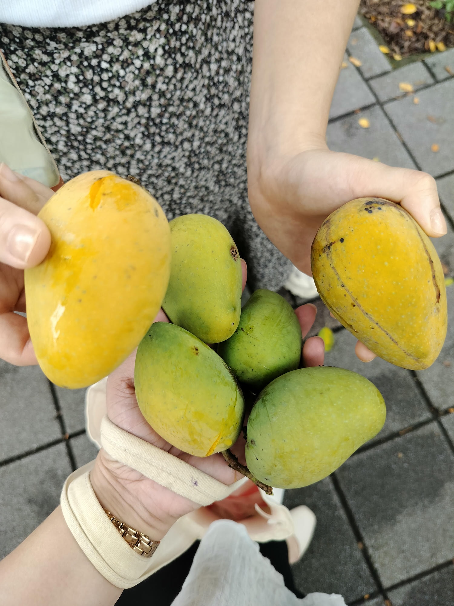 台湾不思議な街風景┃街路のマンゴー樹  落ちたマンゴーが頭に当たるぞ 人行道防芒果掉落打頭全剪掉 土芒果超甜