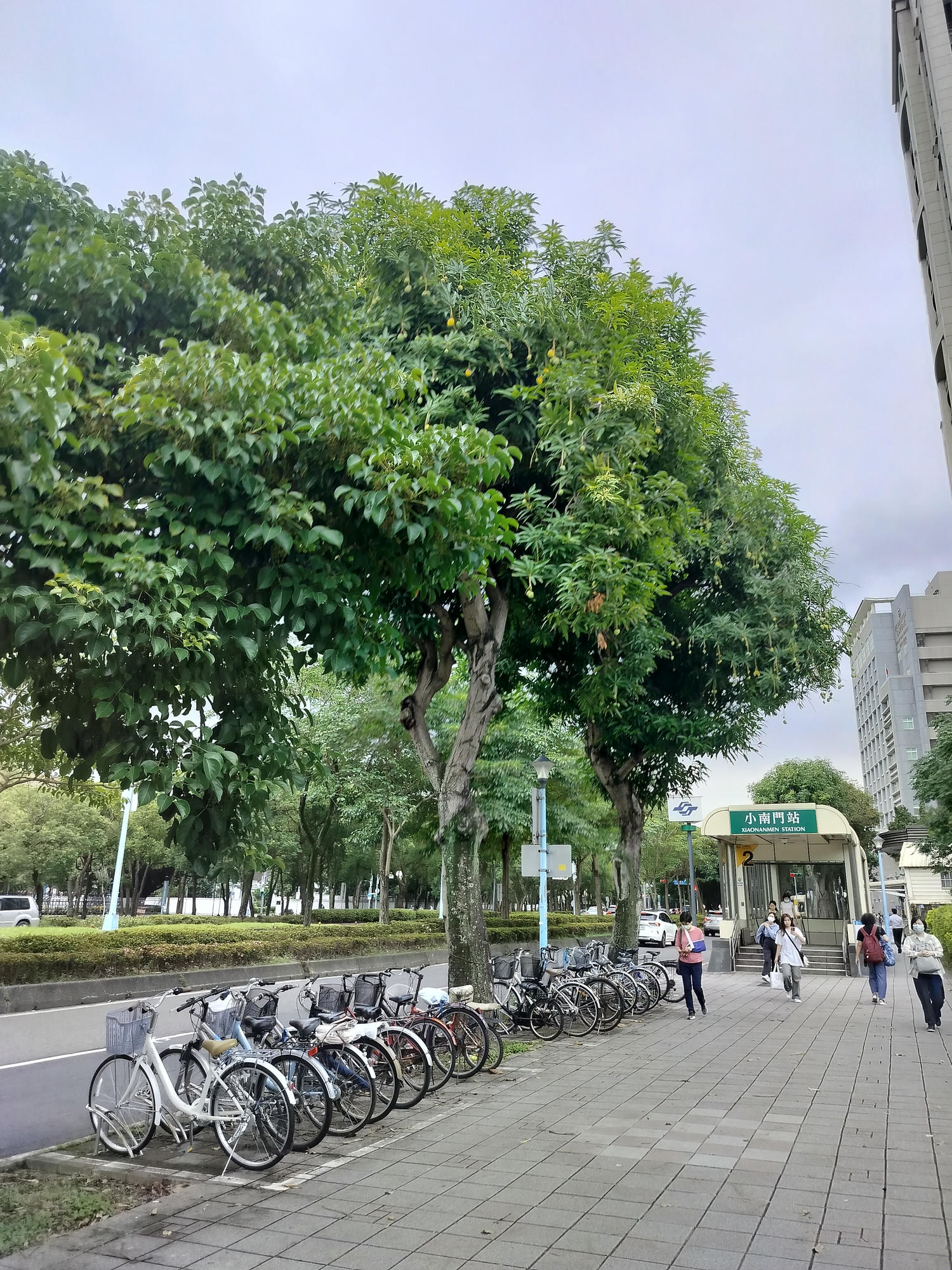 台湾不思議な街風景┃街路のマンゴー樹  落ちたマンゴーが頭に当たるぞ 人行道防芒果掉落打頭全剪掉 土芒果超甜