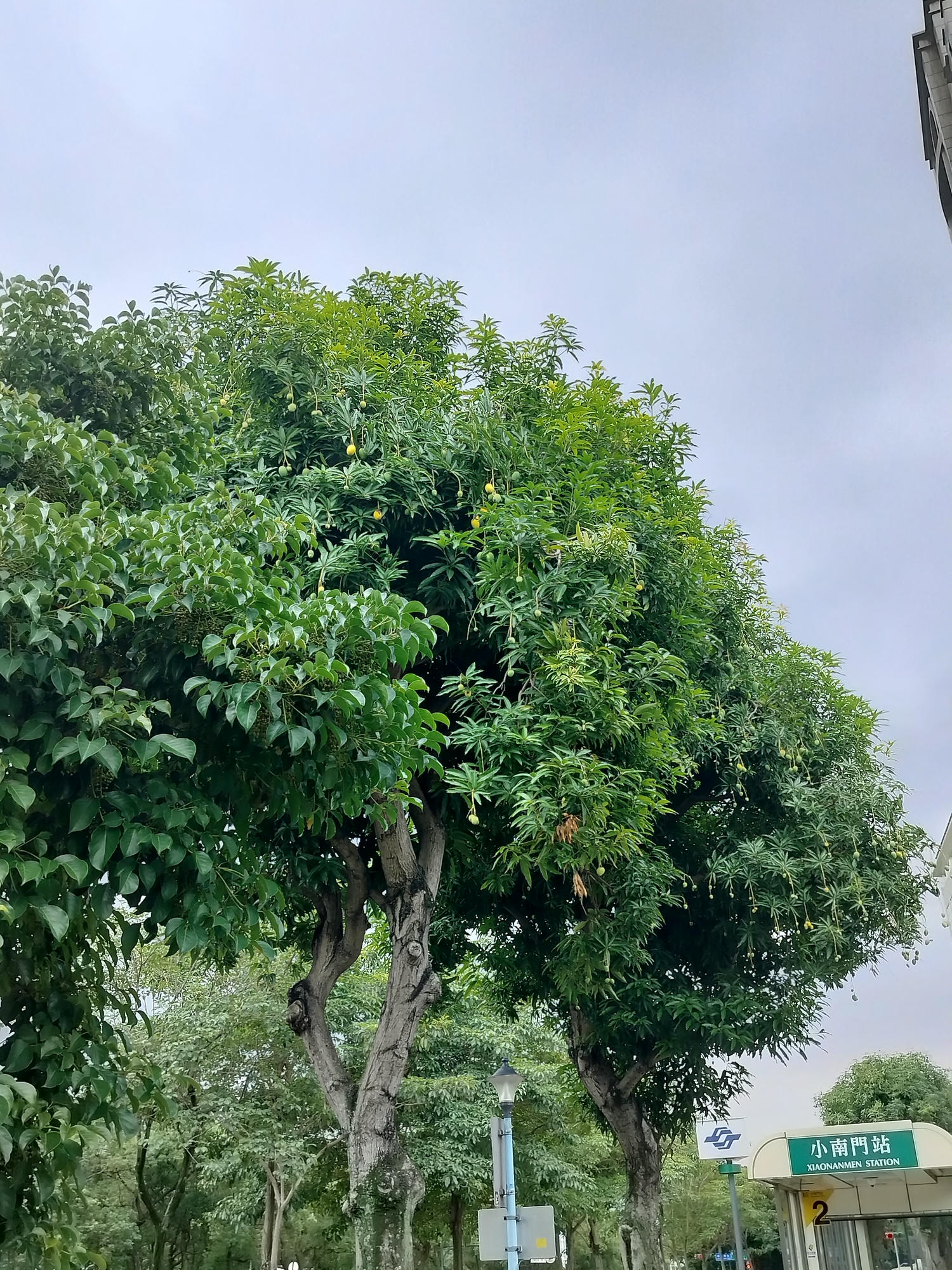 台湾不思議な街風景┃街路のマンゴー樹  落ちたマンゴーが頭に当たるぞ 人行道防芒果掉落打頭全剪掉 土芒果超甜