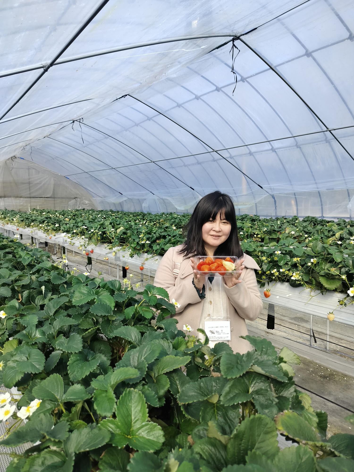 2024四國酒祭┃四縣百款酒 四國最大酒祭套票3千日幣不限時不限杯 德島自由行JR阿波池田站接駁車 JR江口站採草莓 - 第48張圖 2024四國酒祭┃四縣百款酒 四國最大酒祭套票3千日幣不限時不限杯 德島自由行JR阿波池田站接駁車 JR江口站採草莓