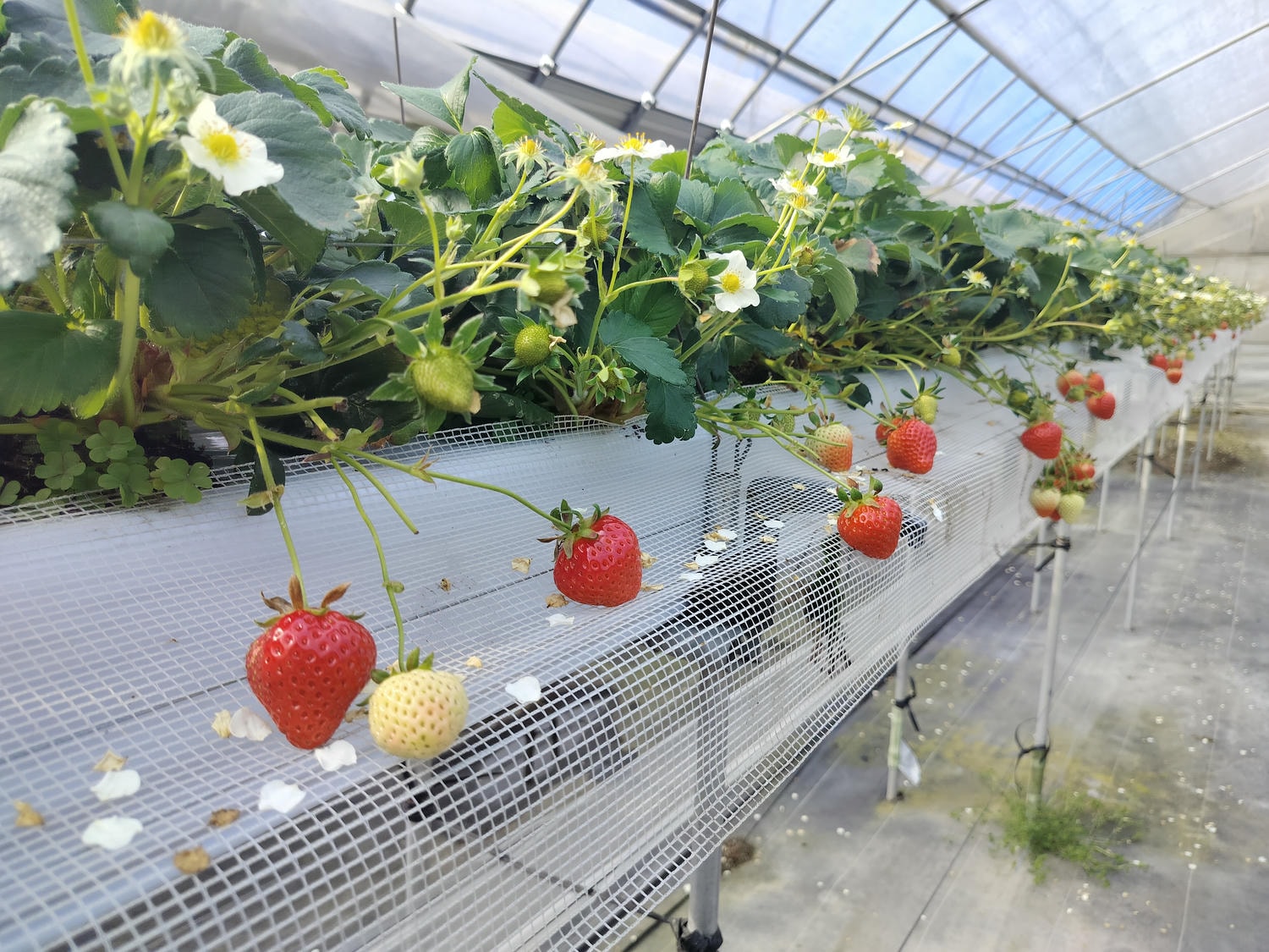 2024四國酒祭┃四縣百款酒 四國最大酒祭套票3千日幣不限時不限杯 德島自由行JR阿波池田站接駁車 JR江口站採草莓 - 第46張圖 2024四國酒祭┃四縣百款酒 四國最大酒祭套票3千日幣不限時不限杯 德島自由行JR阿波池田站接駁車 JR江口站採草莓