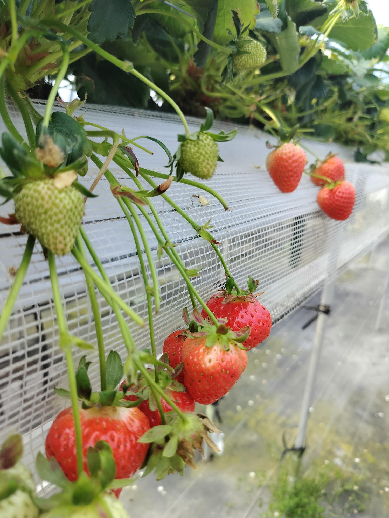 2024四國酒祭┃四縣百款酒 四國最大酒祭套票3千日幣不限時不限杯 德島自由行JR阿波池田站接駁車 JR江口站採草莓 - 第49張圖 2024四國酒祭┃四縣百款酒 四國最大酒祭套票3千日幣不限時不限杯 德島自由行JR阿波池田站接駁車 JR江口站採草莓