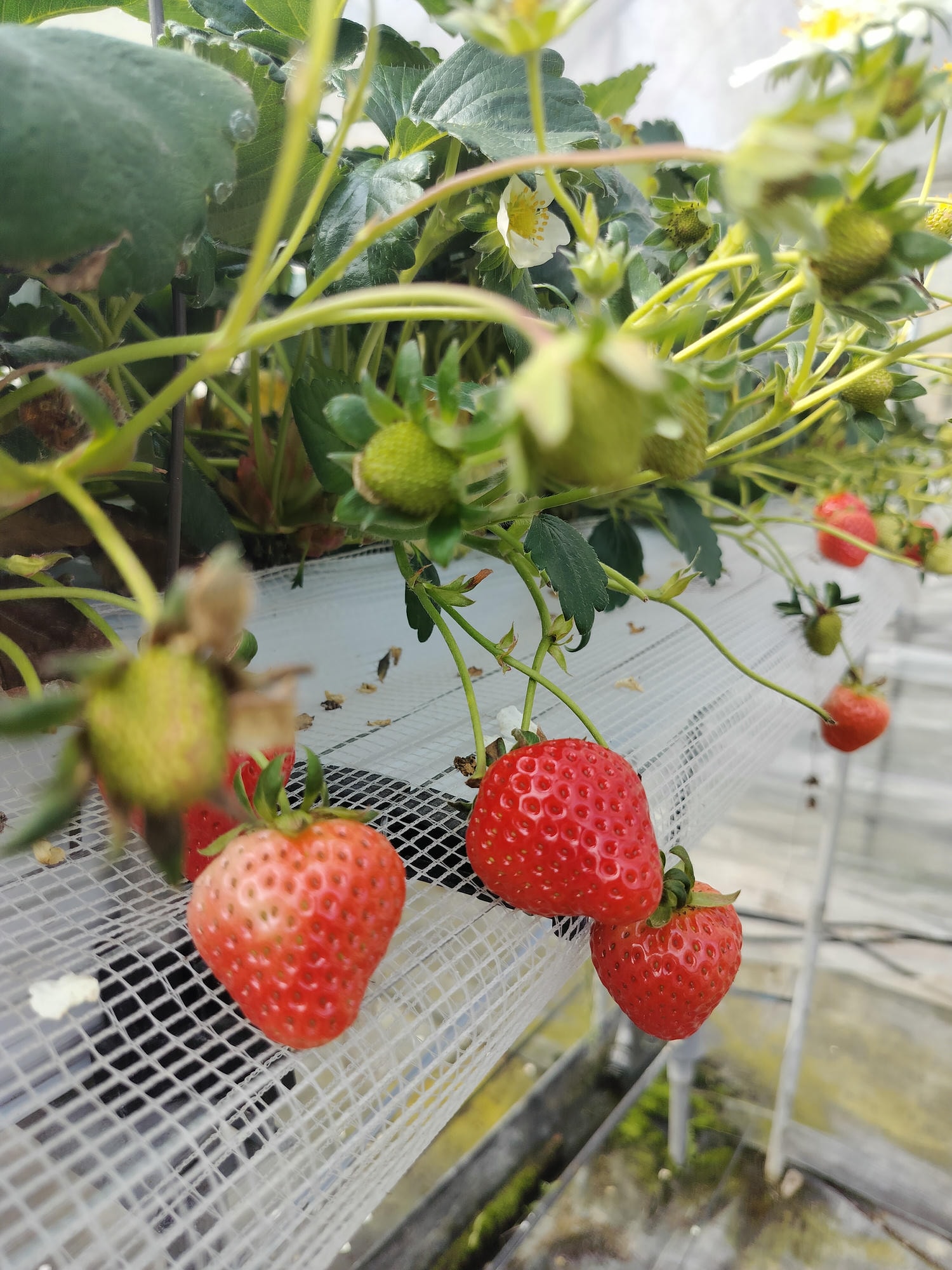 2024四國酒祭┃四縣百款酒 四國最大酒祭套票3千日幣不限時不限杯 德島自由行JR阿波池田站接駁車 JR江口站採草莓 - 第51張圖 2024四國酒祭┃四縣百款酒 四國最大酒祭套票3千日幣不限時不限杯 德島自由行JR阿波池田站接駁車 JR江口站採草莓