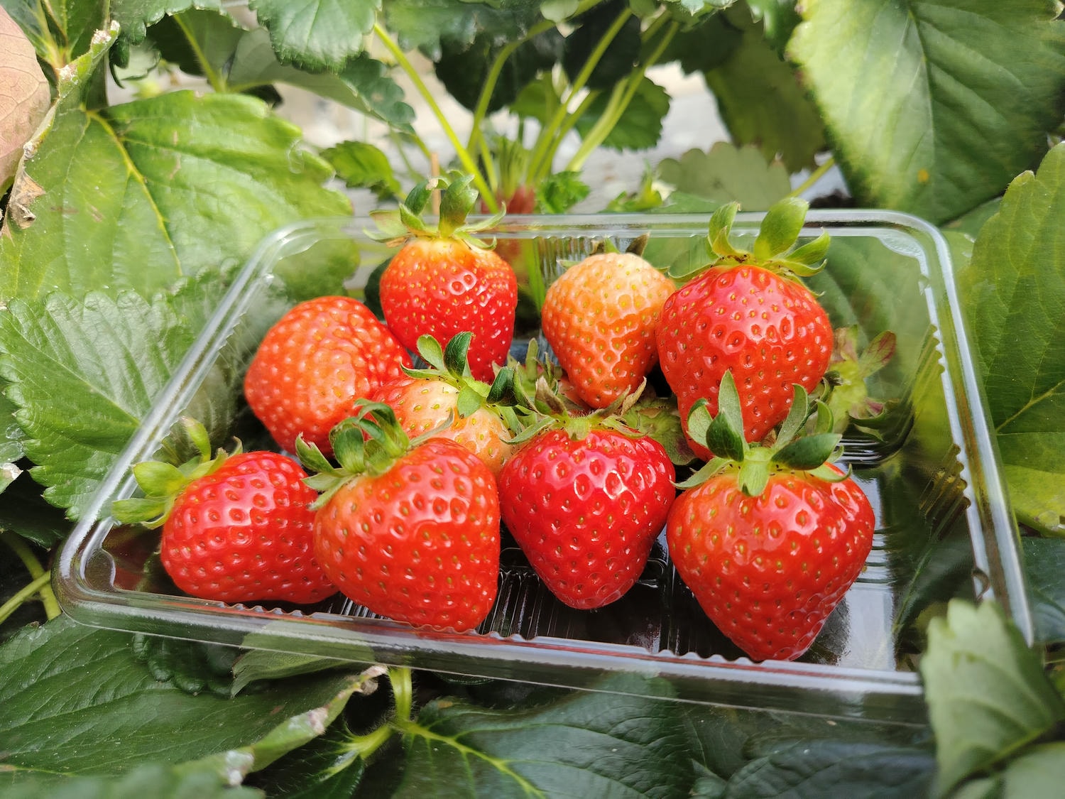 2024四國酒祭┃四縣百款酒 四國最大酒祭套票3千日幣不限時不限杯 德島自由行JR阿波池田站接駁車 JR江口站採草莓 - 第50張圖 2024四國酒祭┃四縣百款酒 四國最大酒祭套票3千日幣不限時不限杯 德島自由行JR阿波池田站接駁車 JR江口站採草莓