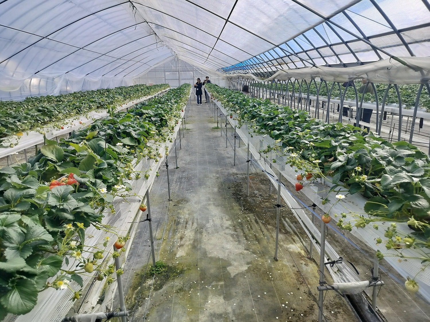 2024四國酒祭┃四縣百款酒 四國最大酒祭套票3千日幣不限時不限杯 德島自由行JR阿波池田站接駁車 JR江口站採草莓 - 第47張圖 2024四國酒祭┃四縣百款酒 四國最大酒祭套票3千日幣不限時不限杯 德島自由行JR阿波池田站接駁車 JR江口站採草莓