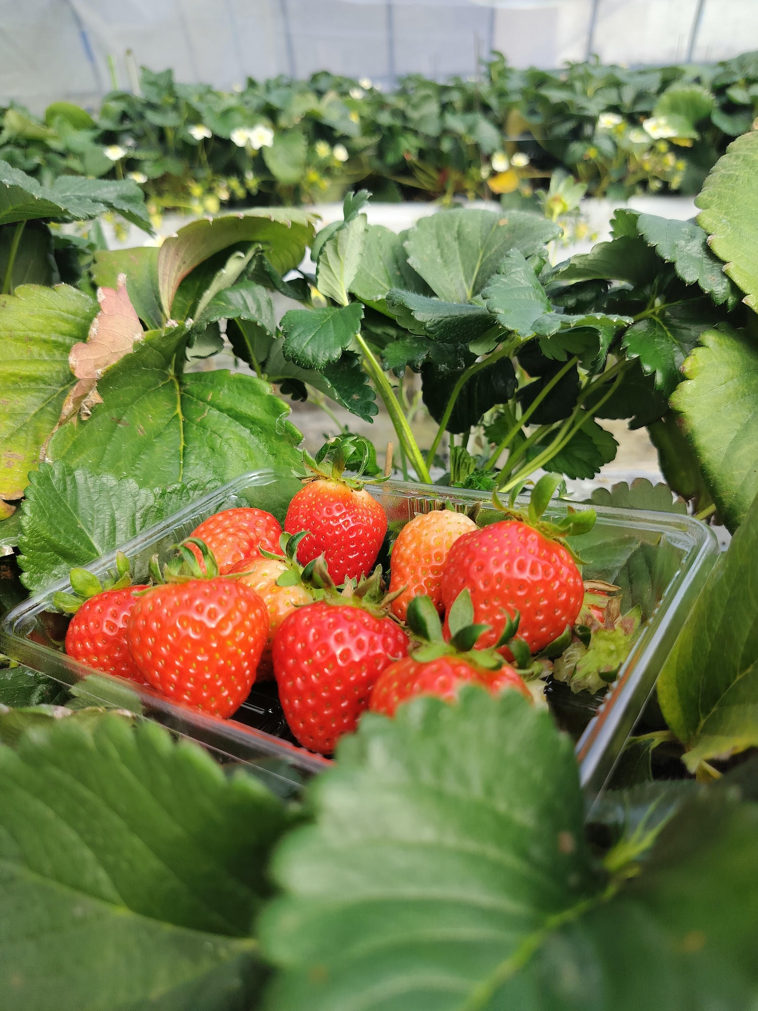 2024四國酒祭┃四縣百款酒 四國最大酒祭套票3千日幣不限時不限杯 德島自由行JR阿波池田站接駁車 JR江口站採草莓 - 第52張圖 2024四國酒祭┃四縣百款酒 四國最大酒祭套票3千日幣不限時不限杯 德島自由行JR阿波池田站接駁車 JR江口站採草莓