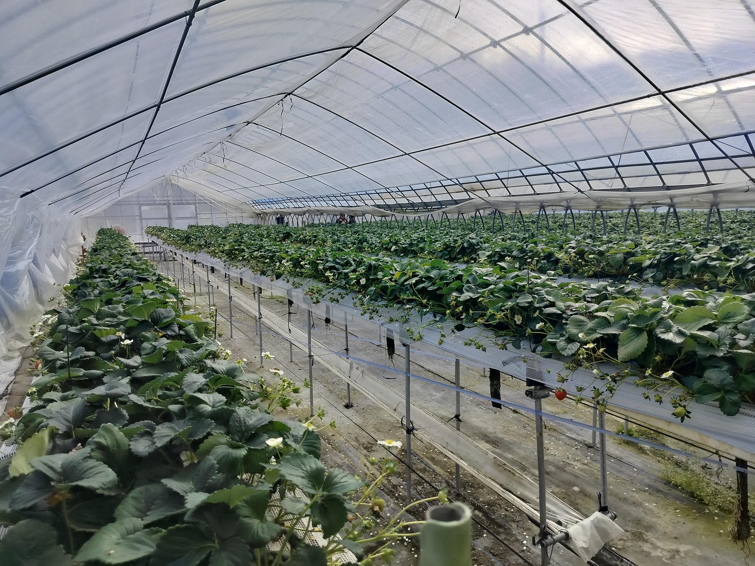 2024四國酒祭┃四縣百款酒 四國最大酒祭套票3千日幣不限時不限杯 德島自由行JR阿波池田站接駁車 JR江口站採草莓 - 第53張圖 2024四國酒祭┃四縣百款酒 四國最大酒祭套票3千日幣不限時不限杯 德島自由行JR阿波池田站接駁車 JR江口站採草莓