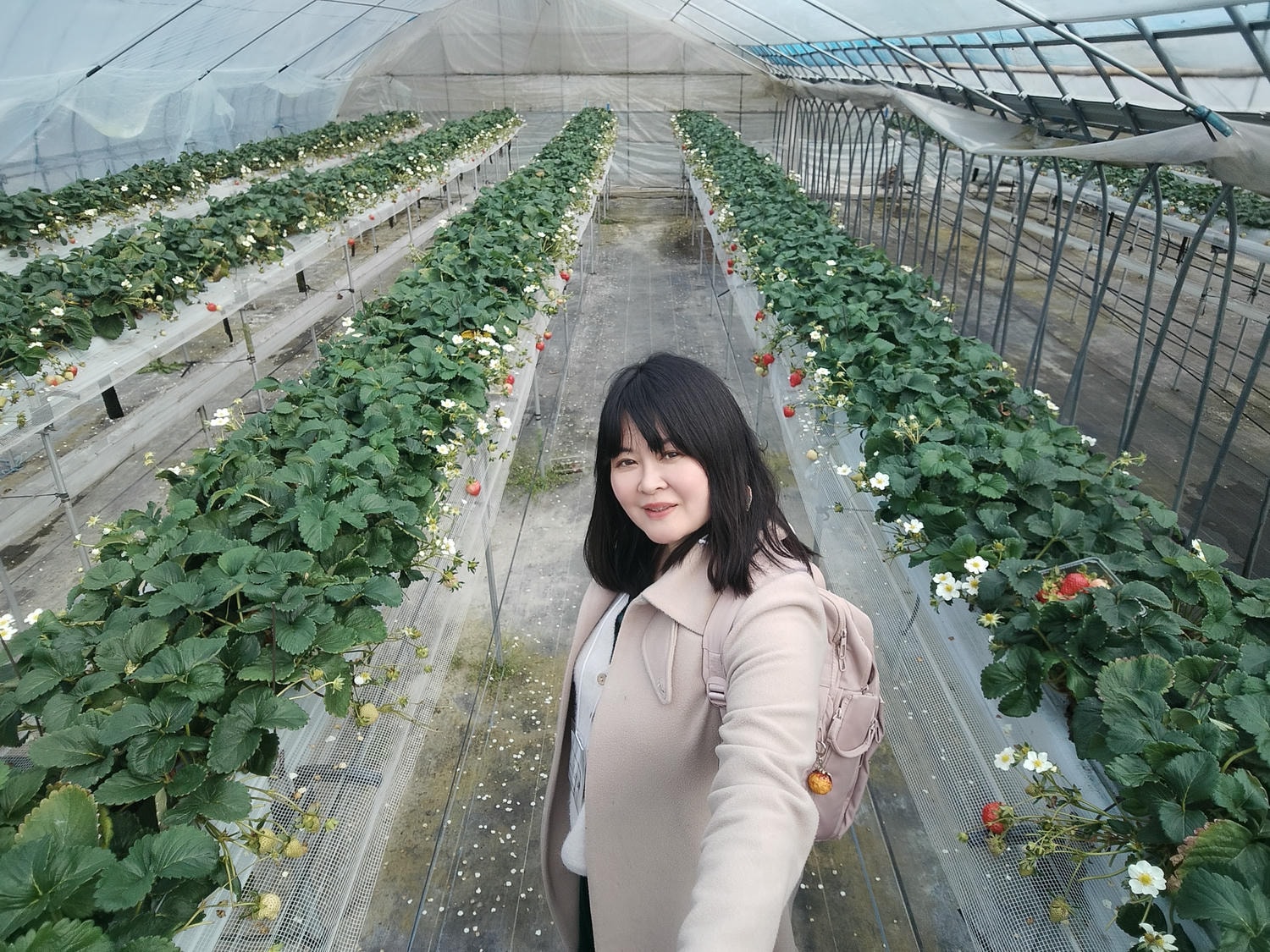 2024四國酒祭┃四縣百款酒 四國最大酒祭套票3千日幣不限時不限杯 德島自由行JR阿波池田站接駁車 JR江口站採草莓 - 第54張圖 2024四國酒祭┃四縣百款酒 四國最大酒祭套票3千日幣不限時不限杯 德島自由行JR阿波池田站接駁車 JR江口站採草莓