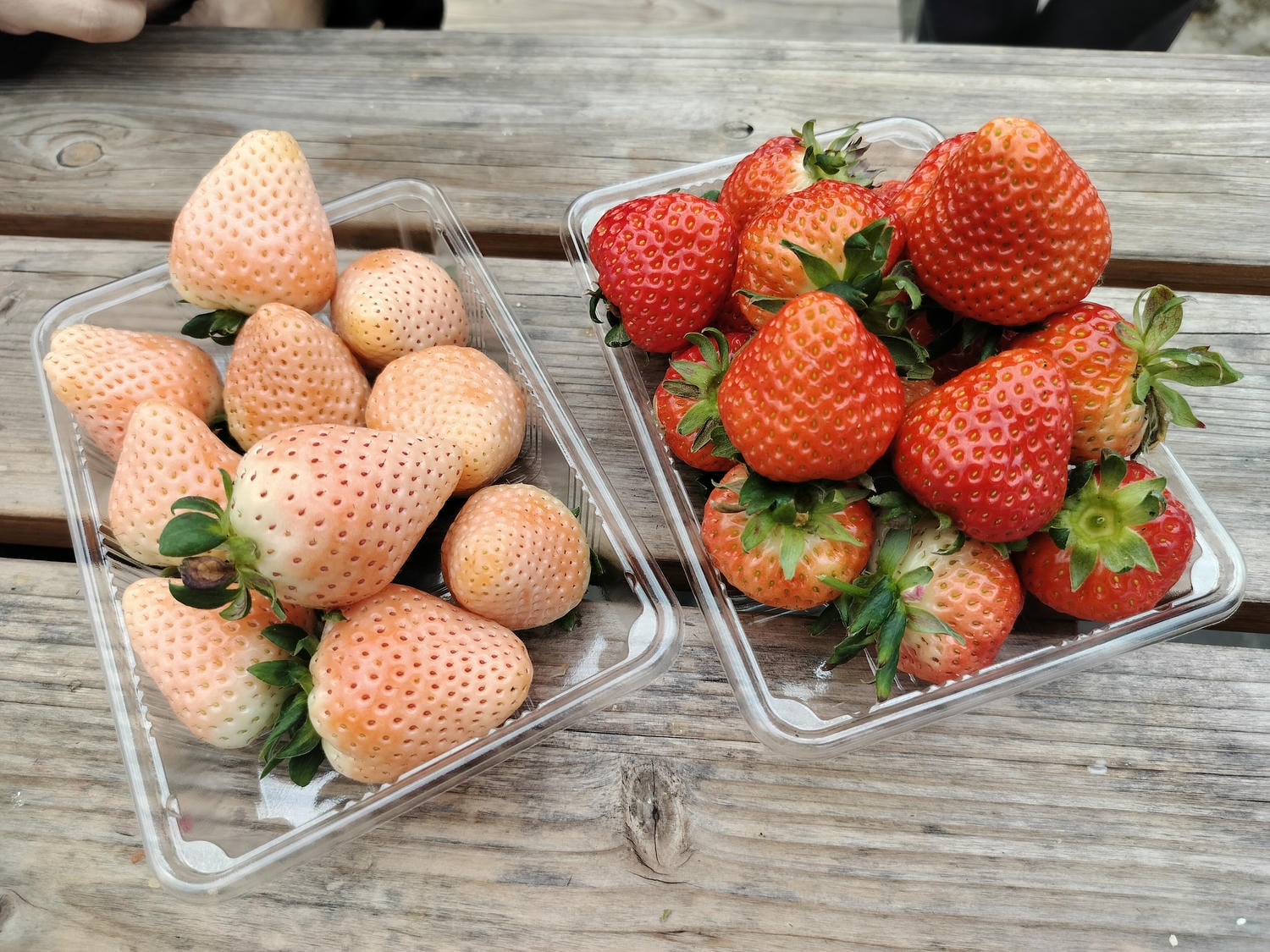 2024四國酒祭┃四縣百款酒 四國最大酒祭套票3千日幣不限時不限杯 德島自由行JR阿波池田站接駁車 JR江口站採草莓 - 第55張圖 2024四國酒祭┃四縣百款酒 四國最大酒祭套票3千日幣不限時不限杯 德島自由行JR阿波池田站接駁車 JR江口站採草莓