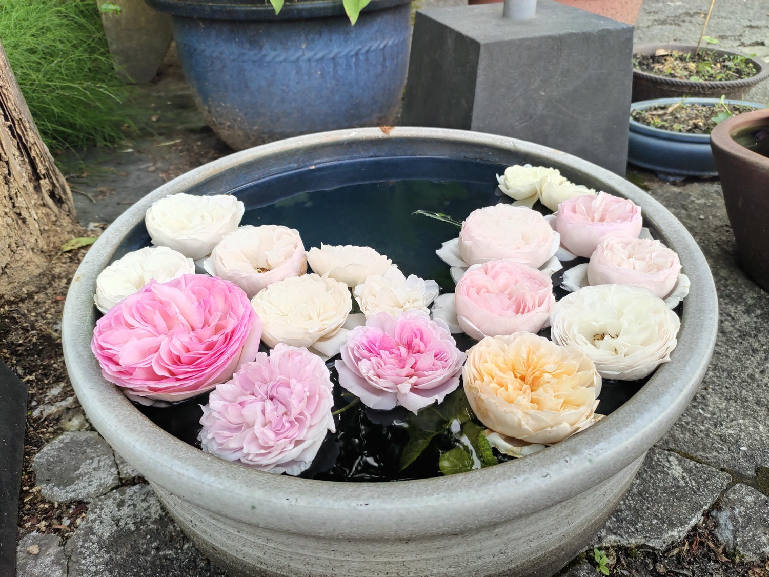 熊本景點┃阿蘇自由行 阿蘇神社(2024開放) 門前町商店街 丹波屋花布水占卜籤 阿蘇牛奶泡芙 古物店 JR宮地站步行可達 - 第31張圖 熊本景點┃阿蘇自由行 阿蘇神社(2024開放) 門前町商店街 丹波屋花布水占卜籤 阿蘇牛奶泡芙 古物店 JR宮地站步行可達