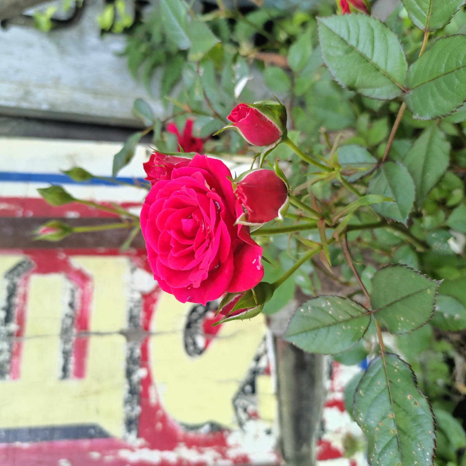 熊本景點┃阿蘇自由行 阿蘇神社(2024開放) 門前町商店街 丹波屋花布水占卜籤 阿蘇牛奶泡芙 古物店 JR宮地站步行可達 - 第41張圖 熊本景點┃阿蘇自由行 阿蘇神社(2024開放) 門前町商店街 丹波屋花布水占卜籤 阿蘇牛奶泡芙 古物店 JR宮地站步行可達