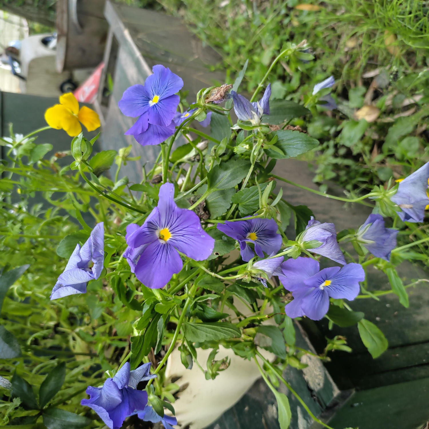 熊本景點┃阿蘇自由行 阿蘇神社(2024開放) 門前町商店街 丹波屋花布水占卜籤 阿蘇牛奶泡芙 古物店 JR宮地站步行可達 - 第42張圖 熊本景點┃阿蘇自由行 阿蘇神社(2024開放) 門前町商店街 丹波屋花布水占卜籤 阿蘇牛奶泡芙 古物店 JR宮地站步行可達