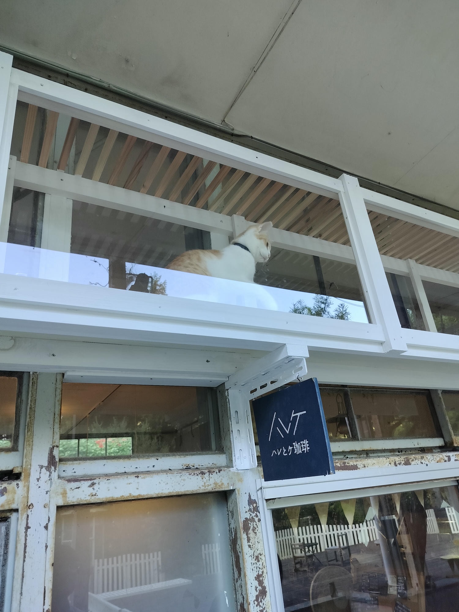 德島祖谷秘境咖啡┃與貓共存小學廢校活用Haretoke cafe咖啡辦公 Guest House青旅住宿 ハレとケ珈琲地方創生 - 第8張圖 德島祖谷秘境咖啡┃與貓共存小學廢校活用Haretoke cafe咖啡辦公 Guest House青旅住宿 ハレとケ珈琲地方創生