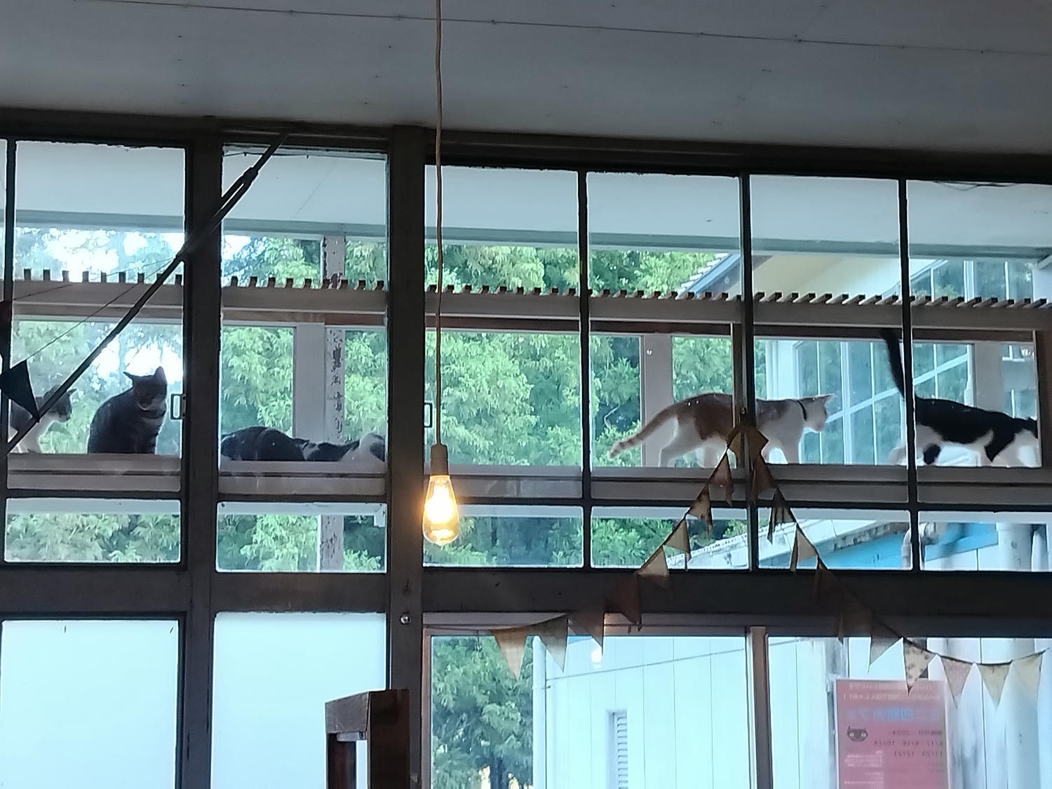 德島祖谷秘境咖啡┃與貓共存小學廢校活用Haretoke cafe咖啡辦公 Guest House青旅住宿 ハレとケ珈琲地方創生 - 第17張圖 德島祖谷秘境咖啡┃與貓共存小學廢校活用Haretoke cafe咖啡辦公 Guest House青旅住宿 ハレとケ珈琲地方創生