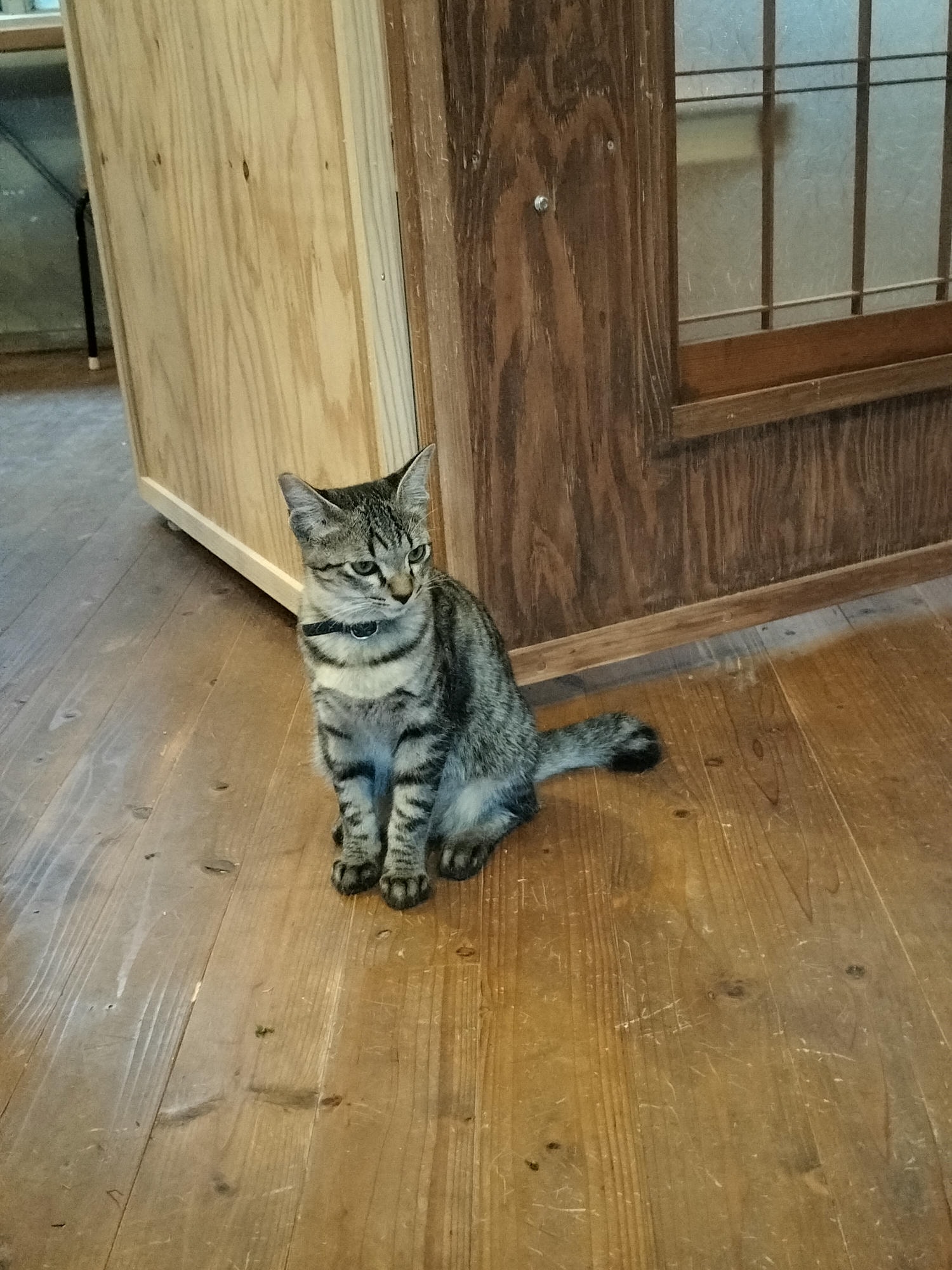 德島祖谷秘境咖啡┃與貓共存小學廢校活用Haretoke cafe咖啡辦公 Guest House青旅住宿 ハレとケ珈琲地方創生 - 第22張圖 德島祖谷秘境咖啡┃與貓共存小學廢校活用Haretoke cafe咖啡辦公 Guest House青旅住宿 ハレとケ珈琲地方創生