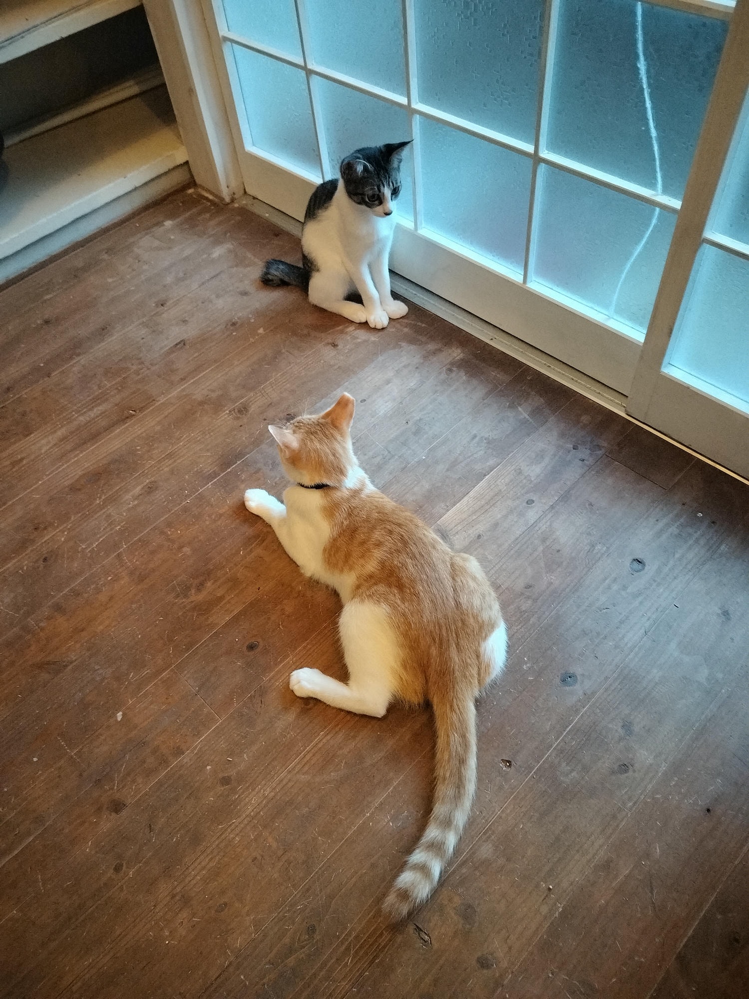 德島祖谷秘境咖啡┃與貓共存小學廢校活用Haretoke cafe咖啡辦公 Guest House青旅住宿 ハレとケ珈琲地方創生 - 第23張圖 德島祖谷秘境咖啡┃與貓共存小學廢校活用Haretoke cafe咖啡辦公 Guest House青旅住宿 ハレとケ珈琲地方創生