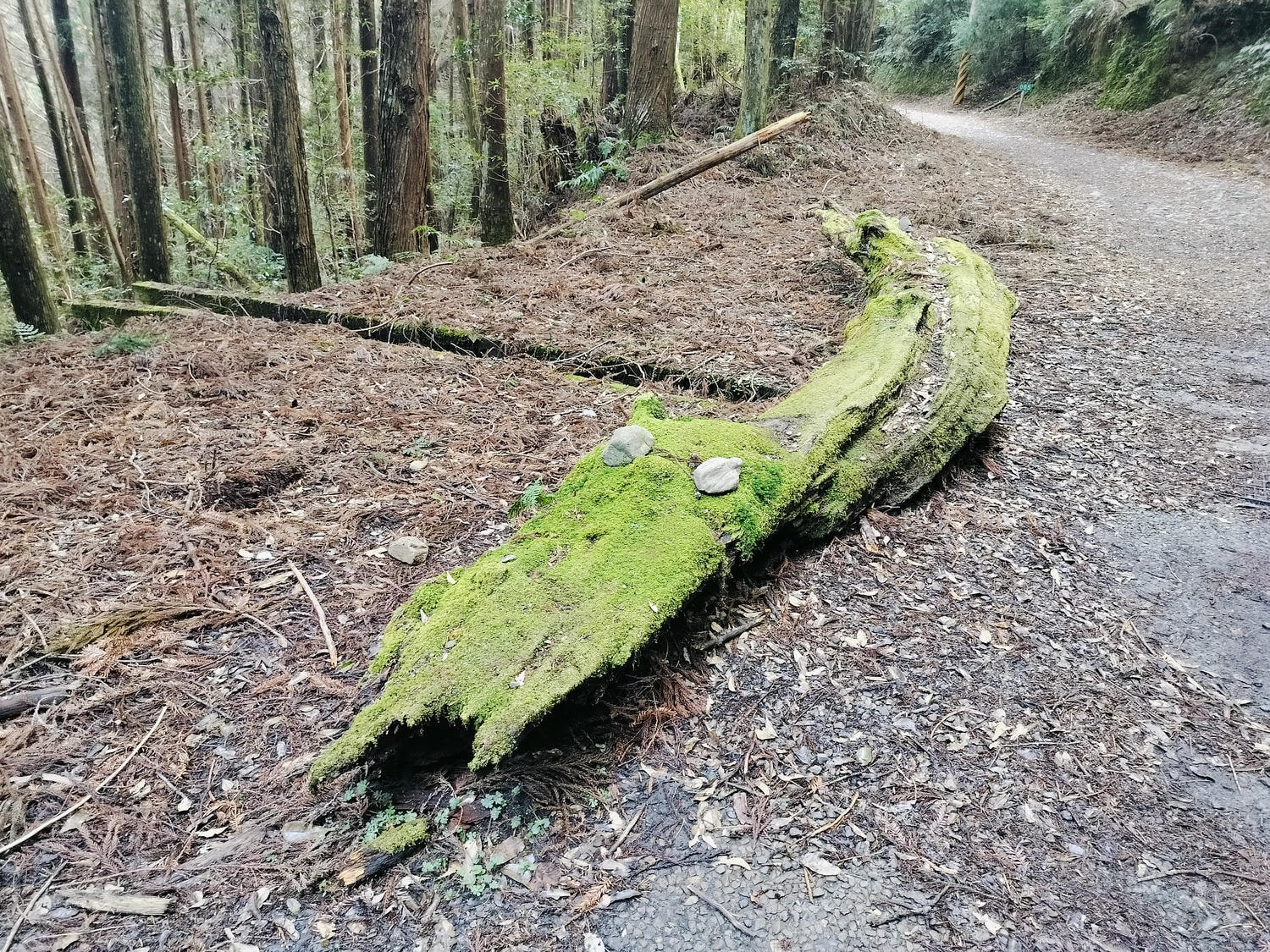 新竹住宿┃標高近2千!雪霸休閒農場住小木屋 冬季雲海一泊三食 手作藍莓果醬 台湾農場宿泊