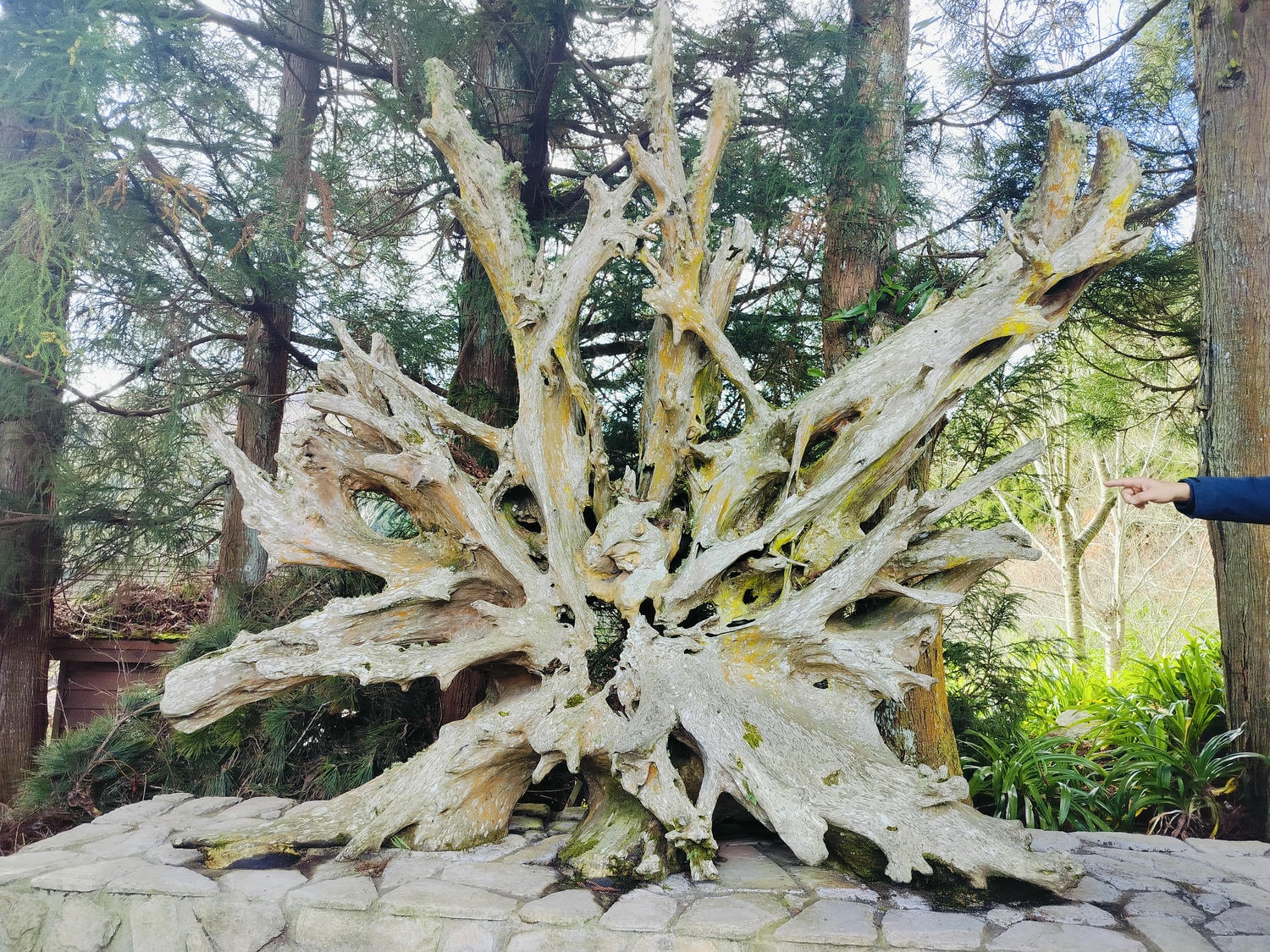 新竹住宿┃標高近2千!雪霸休閒農場住小木屋 冬季雲海一泊三食 手作藍莓果醬 台湾農場宿泊