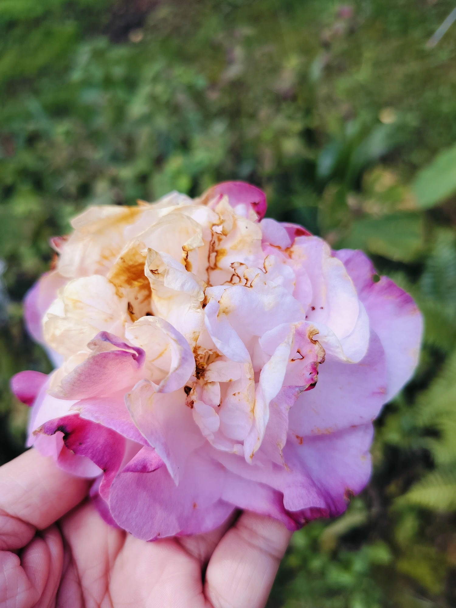 新竹住宿┃標高近2千!雪霸休閒農場住小木屋 冬季雲海一泊三食 手作藍莓果醬 台湾農場宿泊