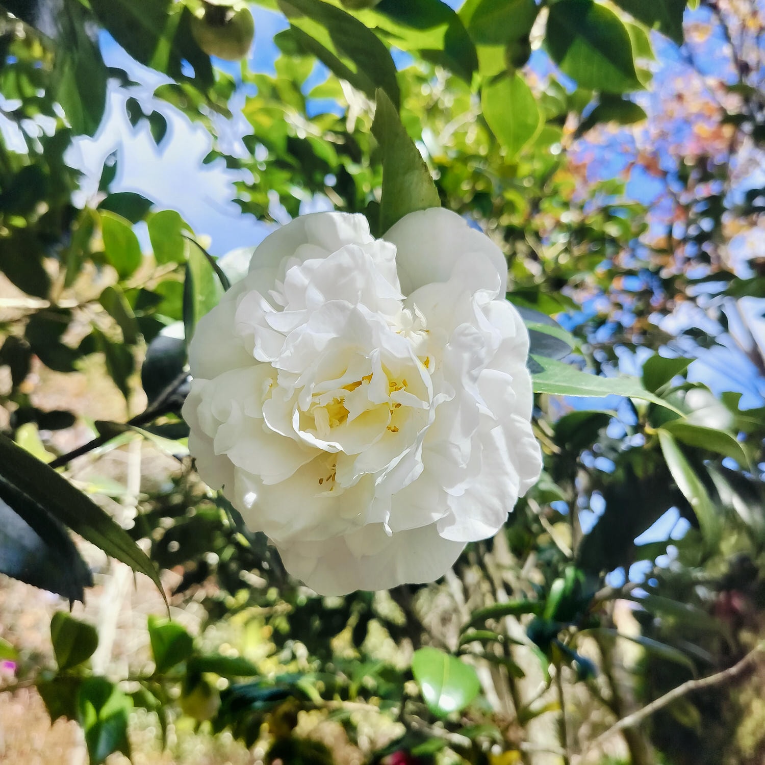 新竹住宿┃標高近2千!雪霸休閒農場住小木屋 冬季雲海一泊三食 手作藍莓果醬 台湾農場宿泊