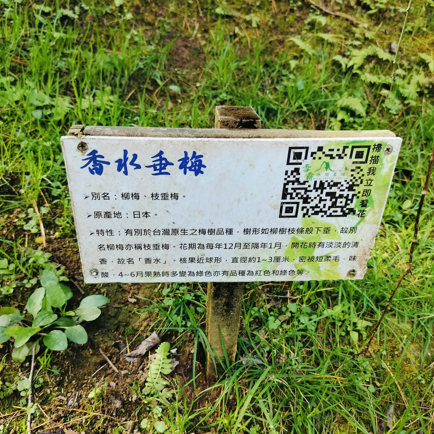 新竹住宿┃標高近2千!雪霸休閒農場住小木屋 冬季雲海一泊三食 手作藍莓果醬 台湾農場宿泊