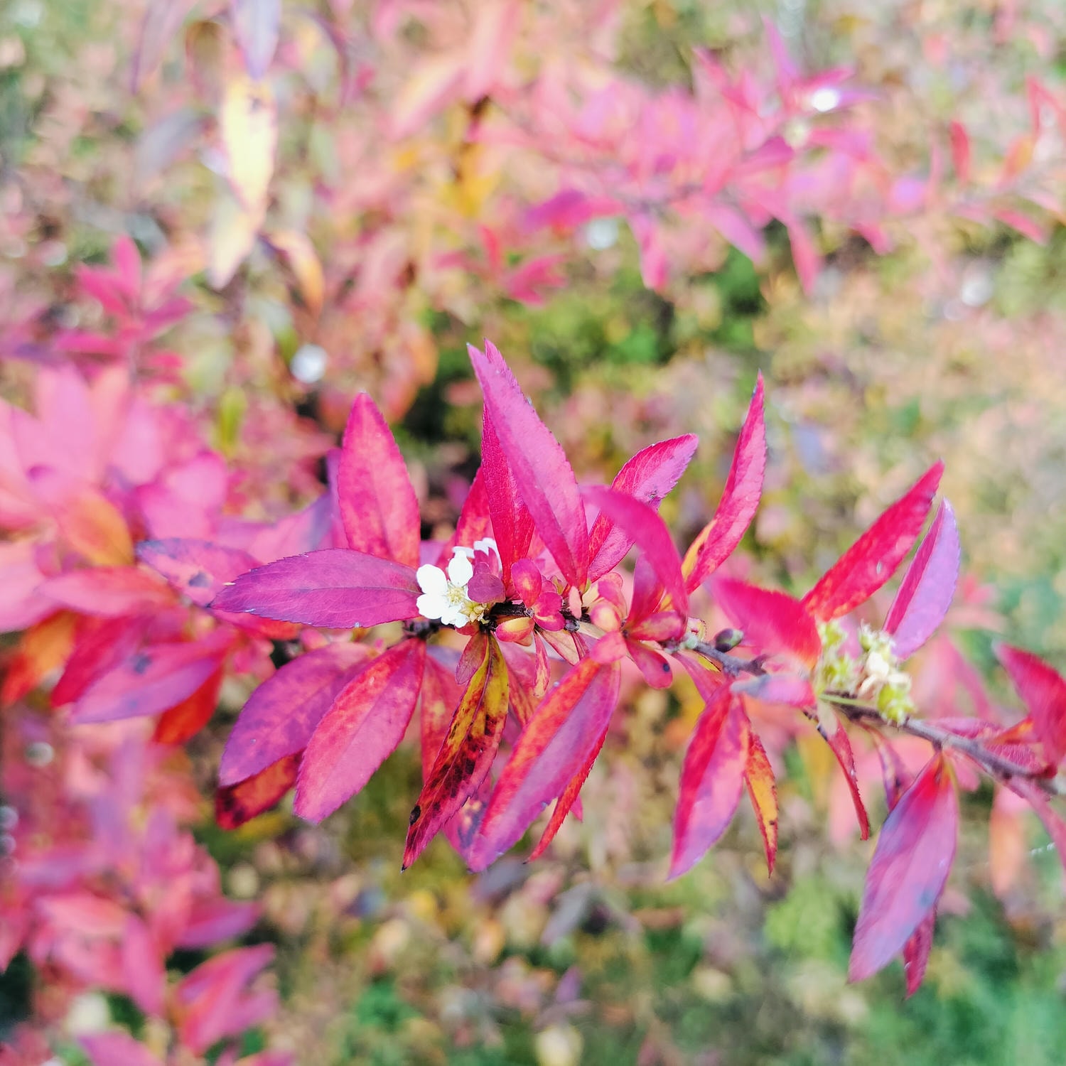 新竹住宿┃標高近2千!雪霸休閒農場住小木屋 冬季雲海一泊三食 手作藍莓果醬 台湾農場宿泊