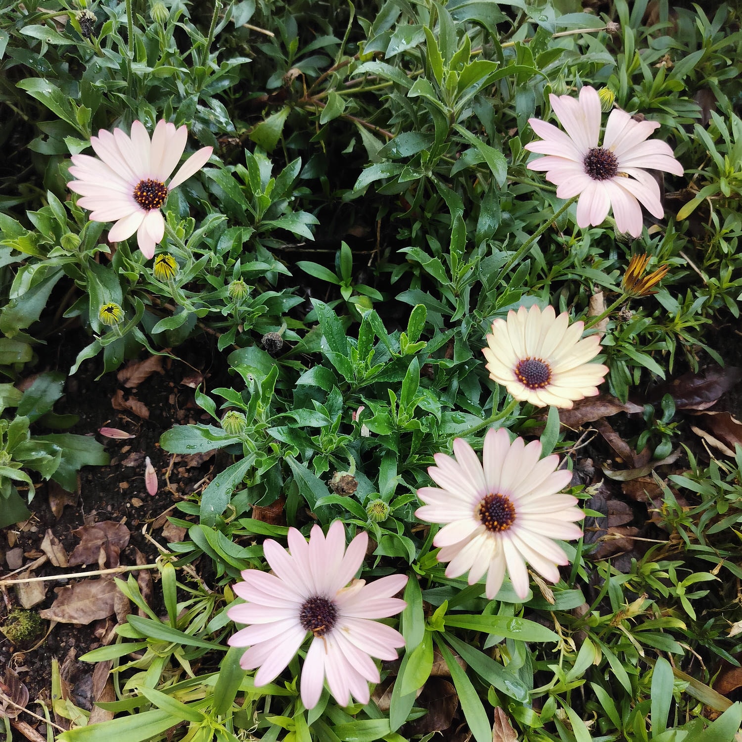 新竹住宿┃標高近2千!雪霸休閒農場住小木屋 冬季雲海一泊三食 手作藍莓果醬 台湾農場宿泊