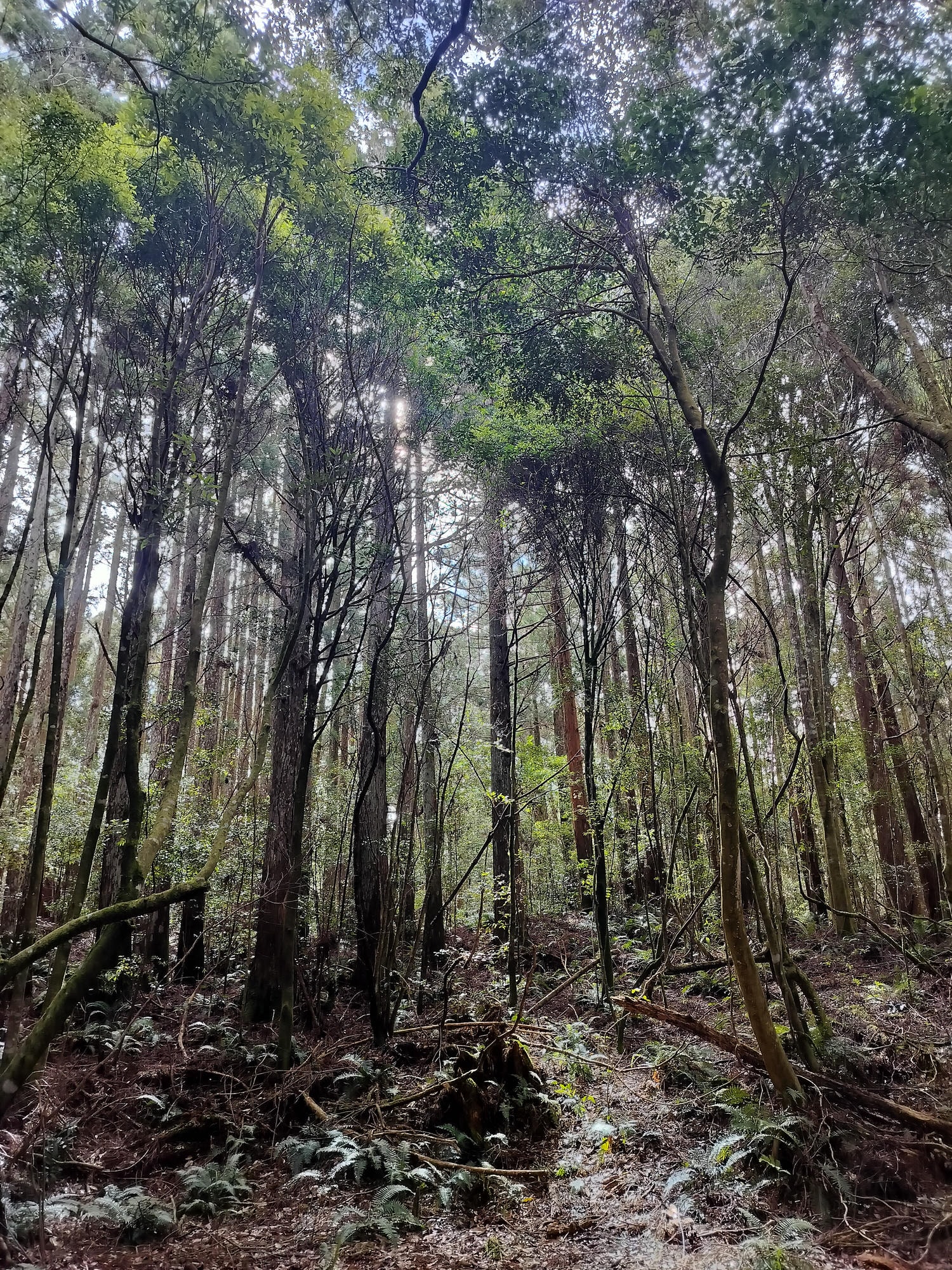 新竹住宿┃標高近2千!雪霸休閒農場住小木屋 冬季雲海一泊三食 手作藍莓果醬 台湾農場宿泊