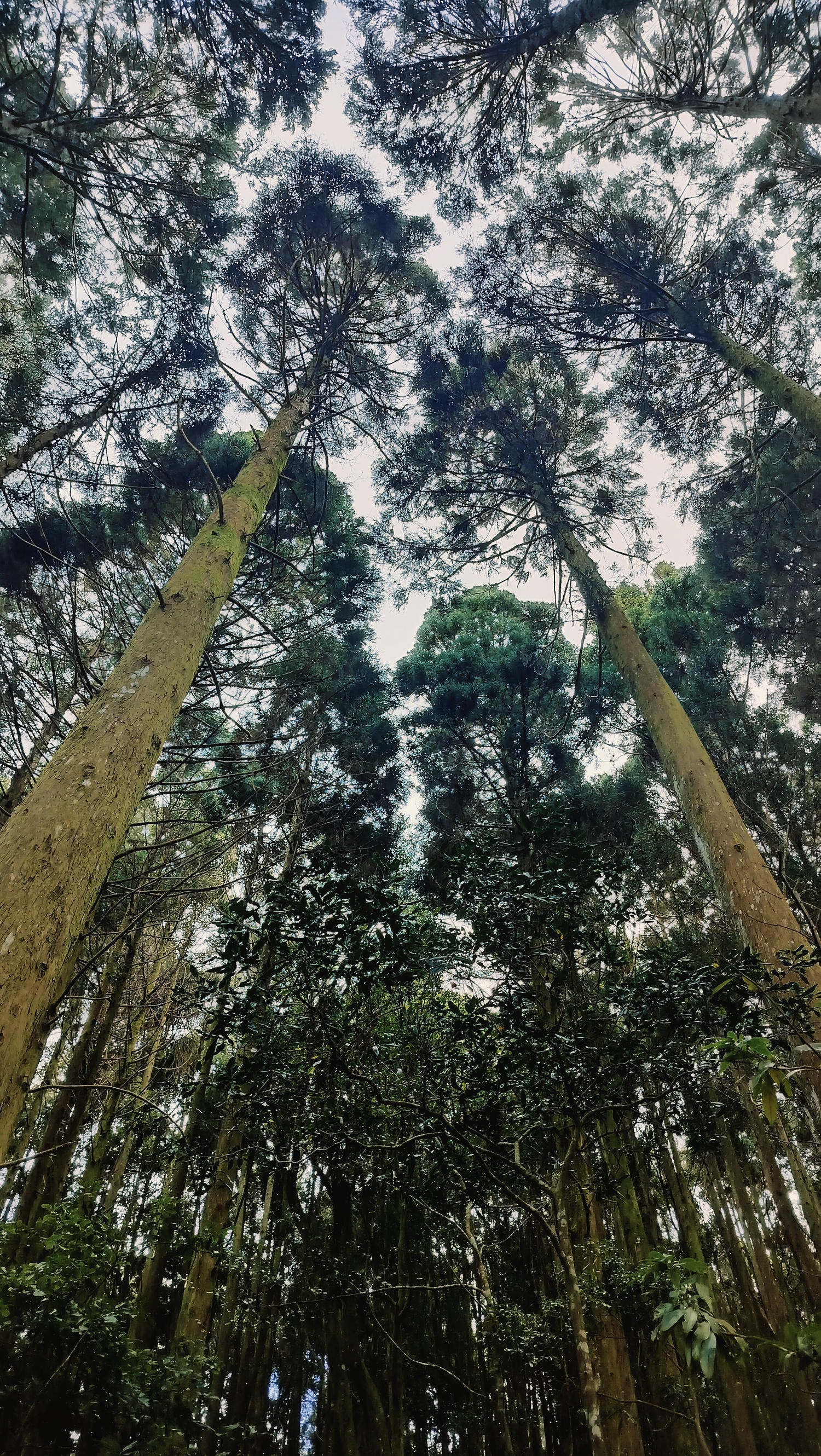 新竹住宿┃標高近2千!雪霸休閒農場住小木屋 冬季雲海一泊三食 手作藍莓果醬 台湾農場宿泊