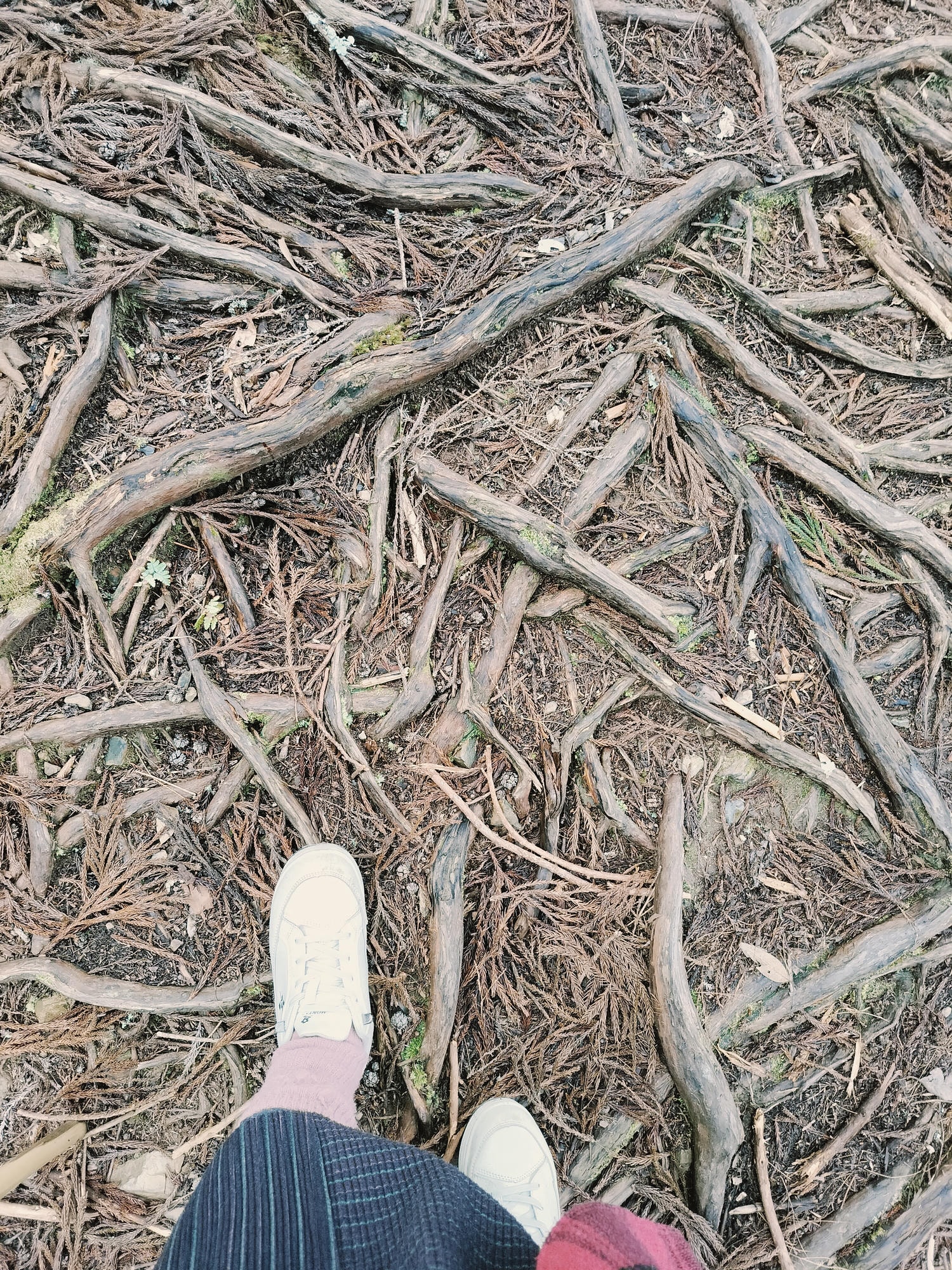 新竹住宿┃標高近2千!雪霸休閒農場住小木屋 冬季雲海一泊三食 手作藍莓果醬 台湾農場宿泊