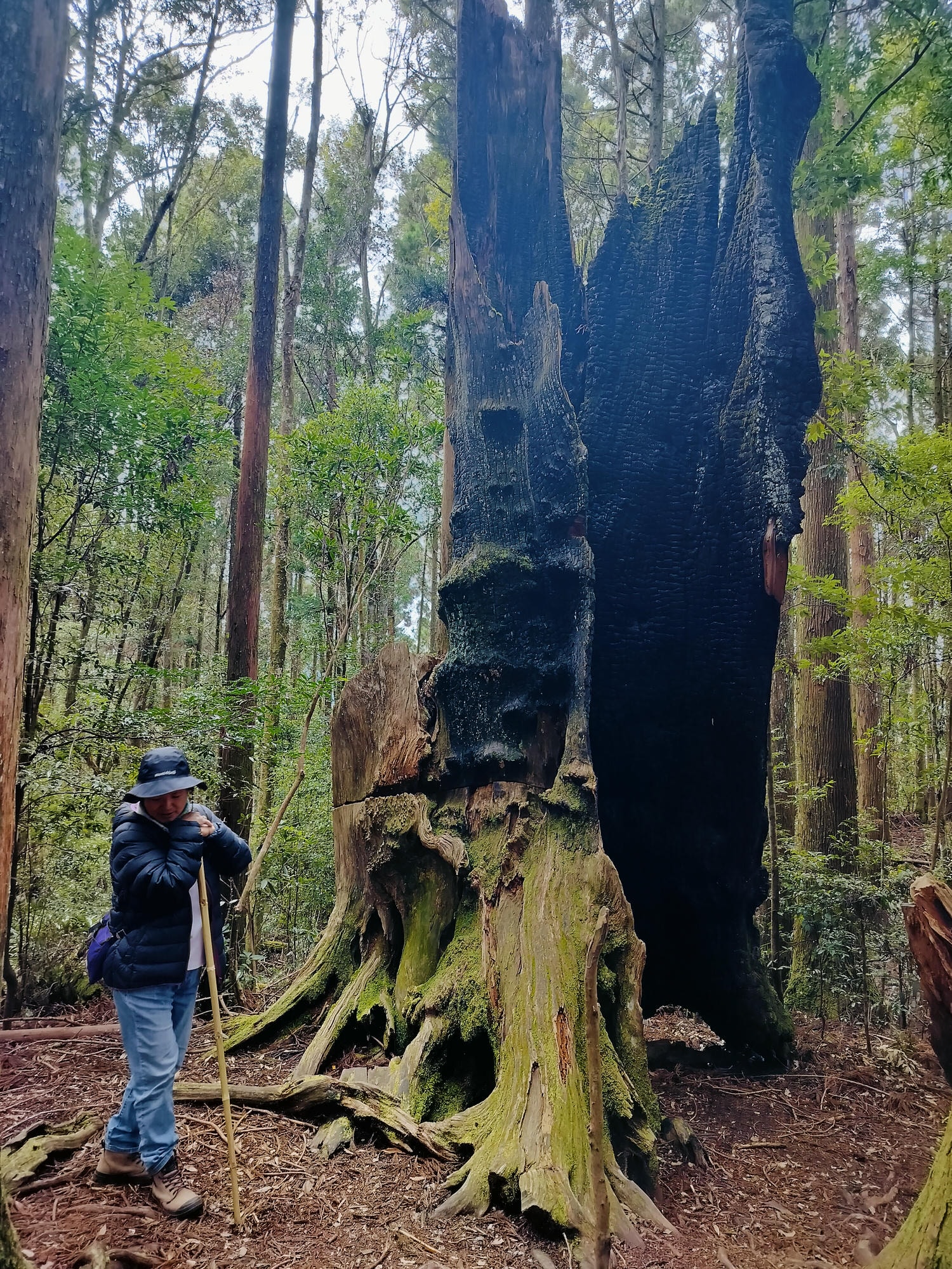 新竹住宿┃標高近2千!雪霸休閒農場住小木屋 冬季雲海一泊三食 手作藍莓果醬 台湾農場宿泊