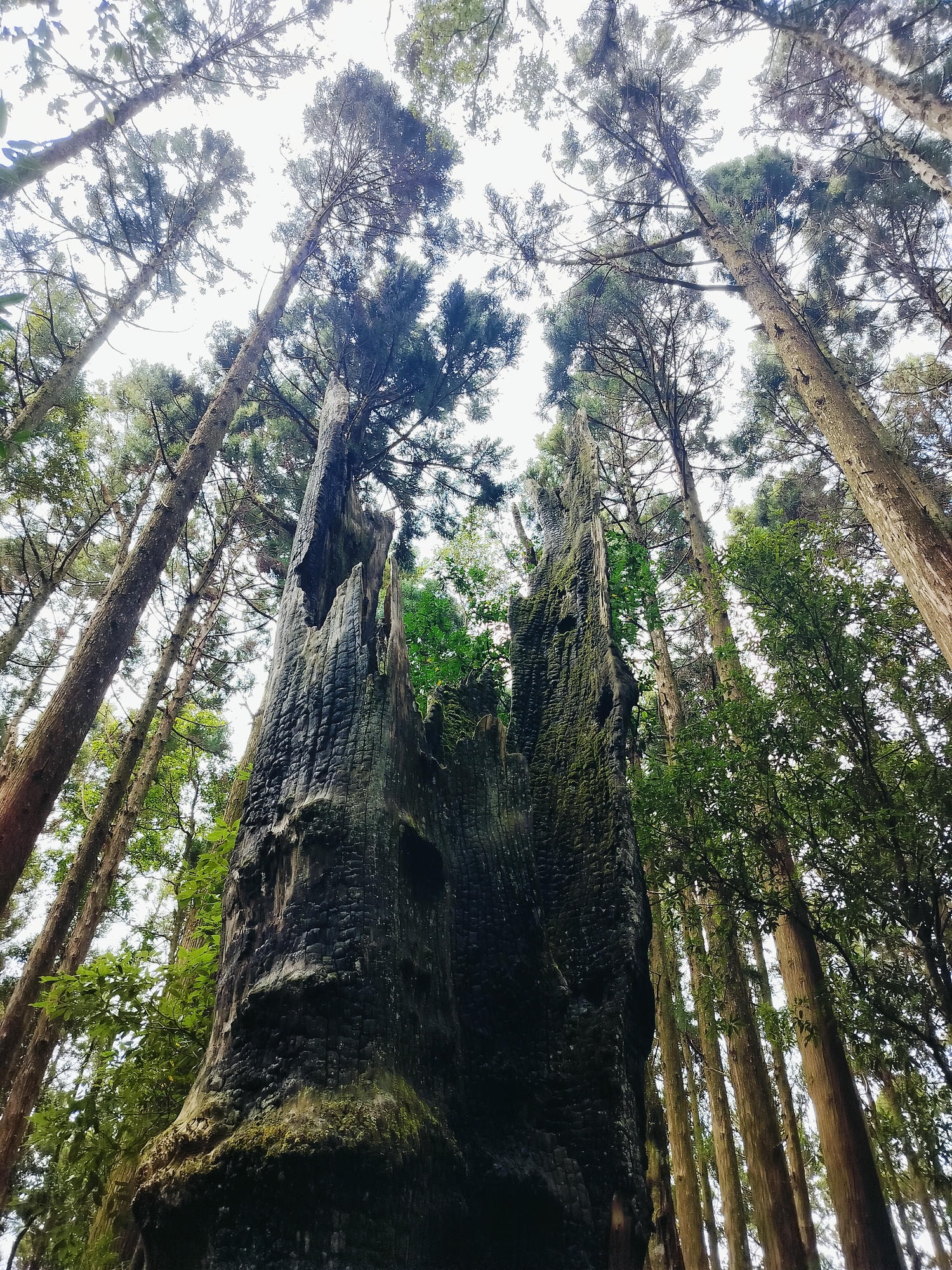 新竹住宿┃標高近2千!雪霸休閒農場住小木屋 冬季雲海一泊三食 手作藍莓果醬 台湾農場宿泊