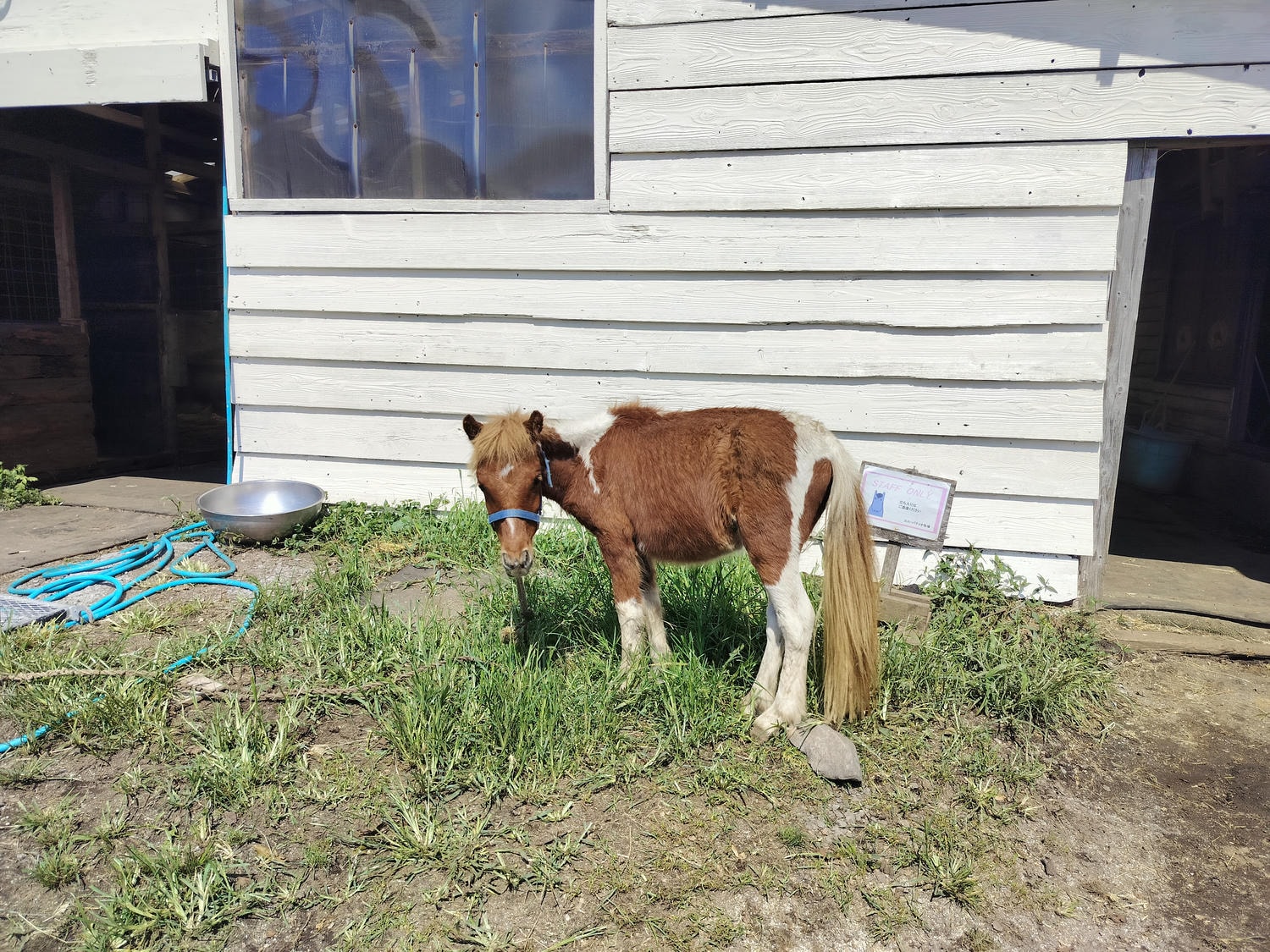 熊本體驗阿蘇┃阿蘇自然樂園清晨搭熱汽球一望阿蘇 專業老師帶騎馬エル・パティオ牧場 大自然體驗