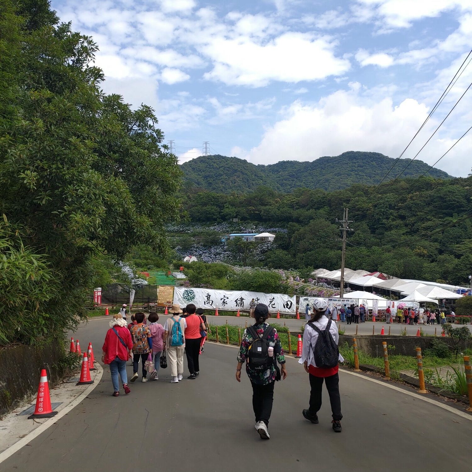 新北賞花┃女孩這樣自拍!!高家繡球花田-萬里第三園區(停車場) 門票200抵100元消費 超大片紫陽花