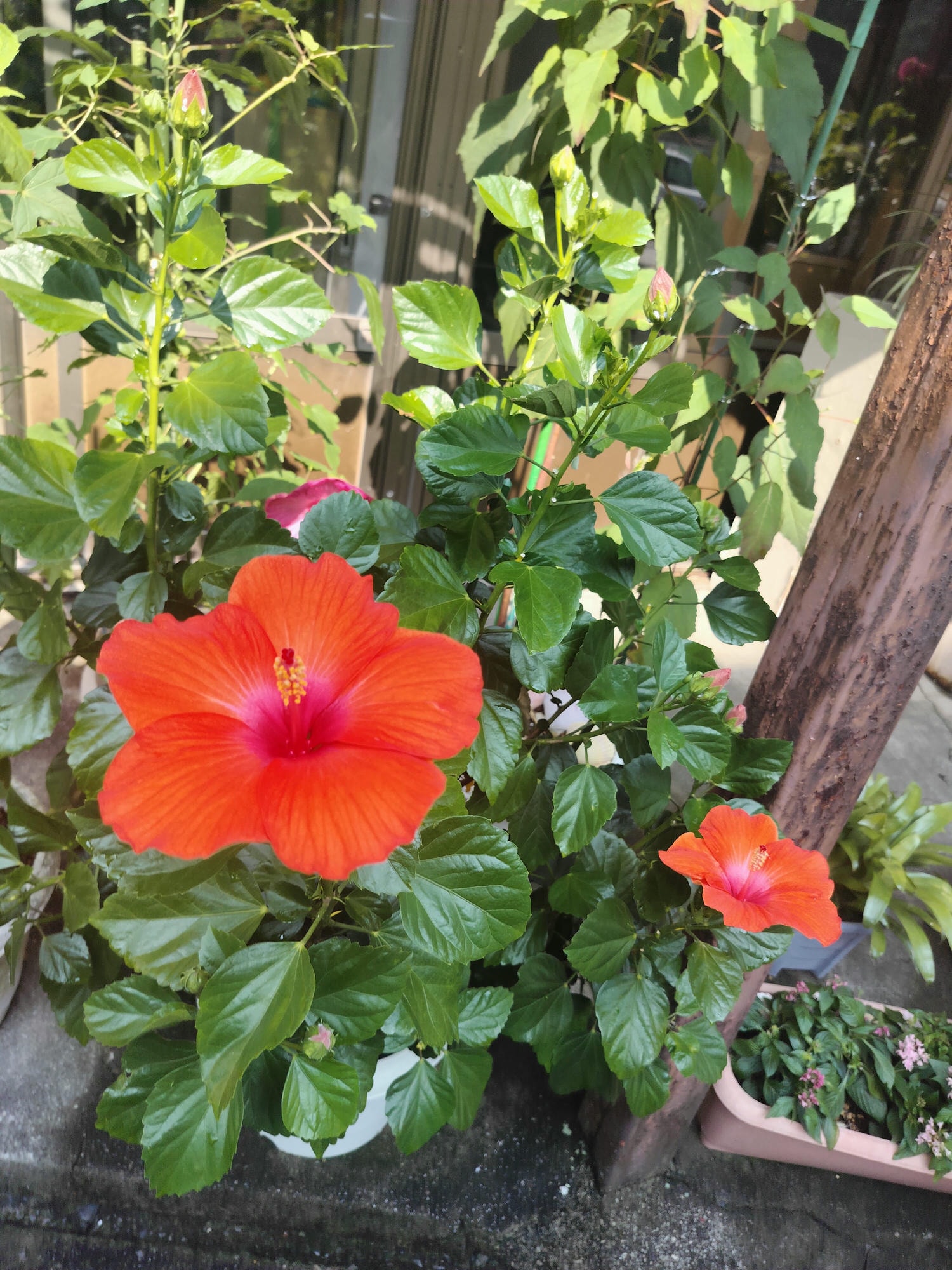 熊本天草景點┃世界文化遺產「天草崎津集落」散策 漁村獨特信仰 禁教基督徒 天草自由行 夕陽瑪利亞