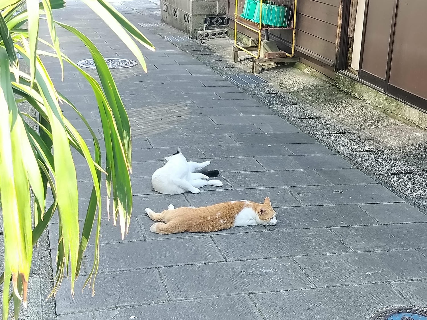 熊本天草景點┃世界文化遺產「天草崎津集落」散策 漁村獨特信仰 禁教基督徒 天草自由行 夕陽瑪利亞